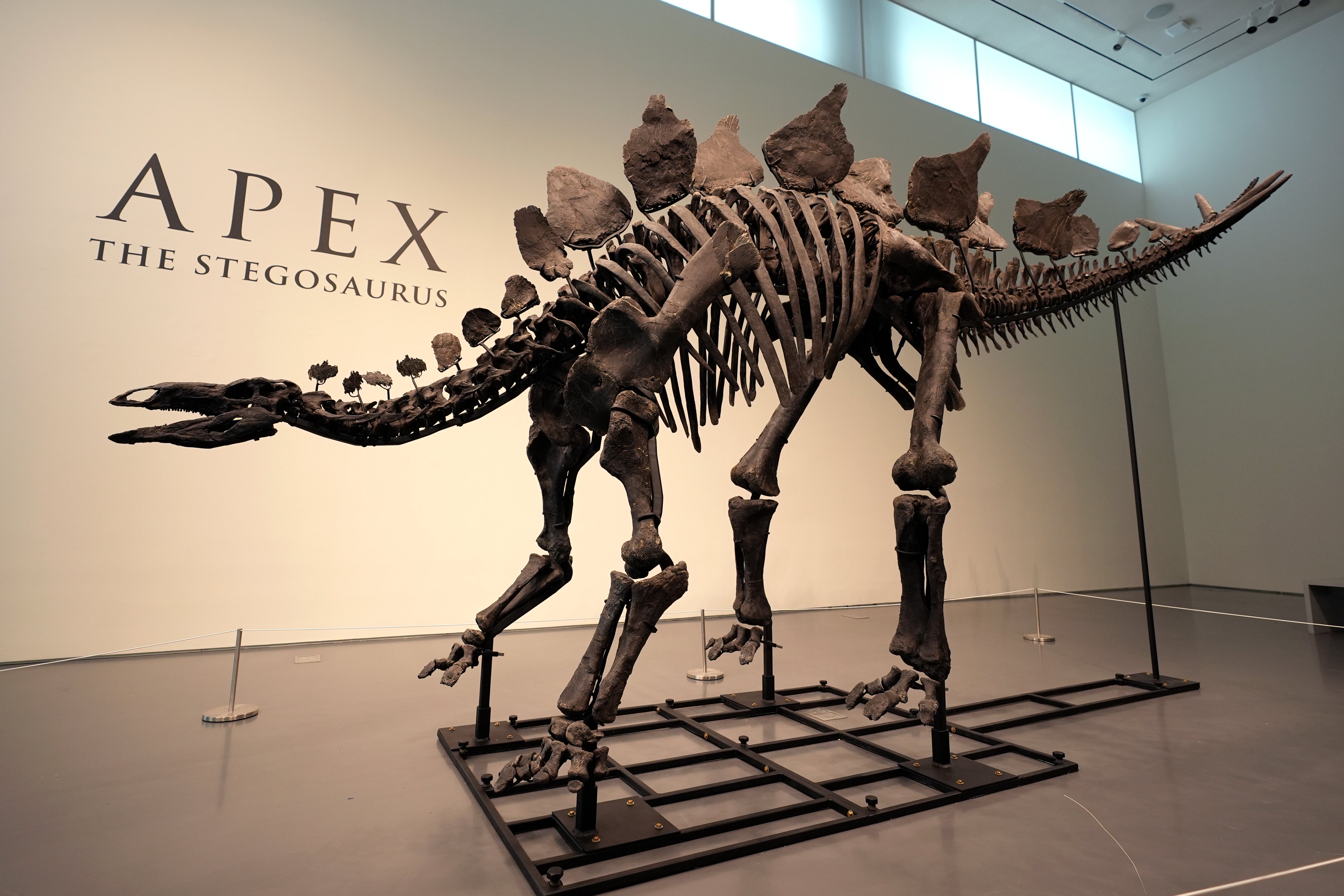 A stegosaurus skeleton is displayed at Sotheby’s New York in New York, Wednesday, July 10, 2024