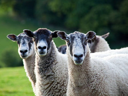 More than 260,000 sheep and goats were culled in the 12 months to August