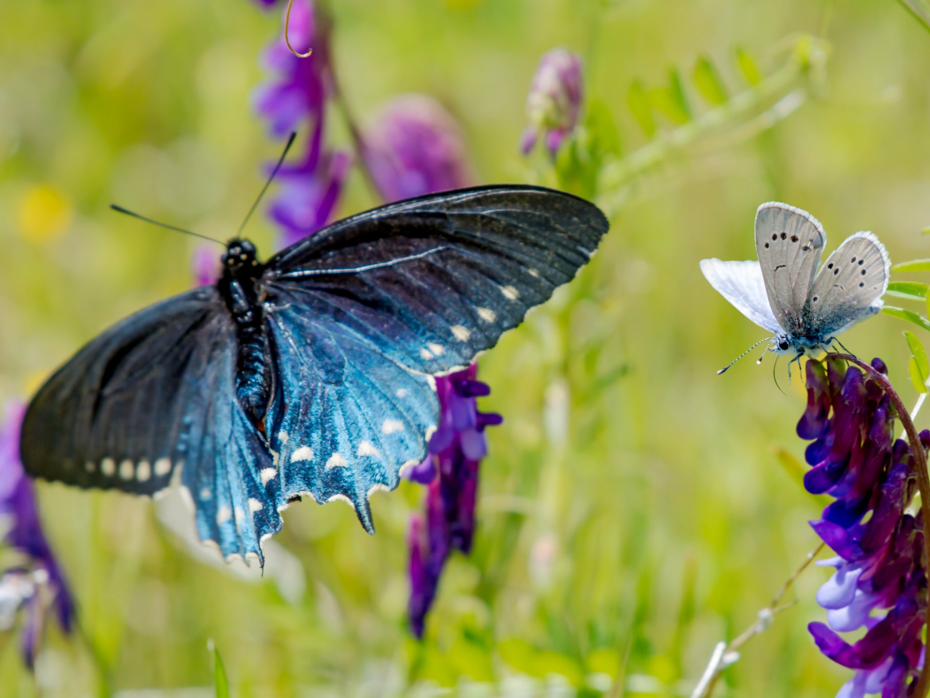 Wildlife experts have warned this year’s record-wet weather could be further driving down the UK populations of the insects, butterflies and moths that bats feed on