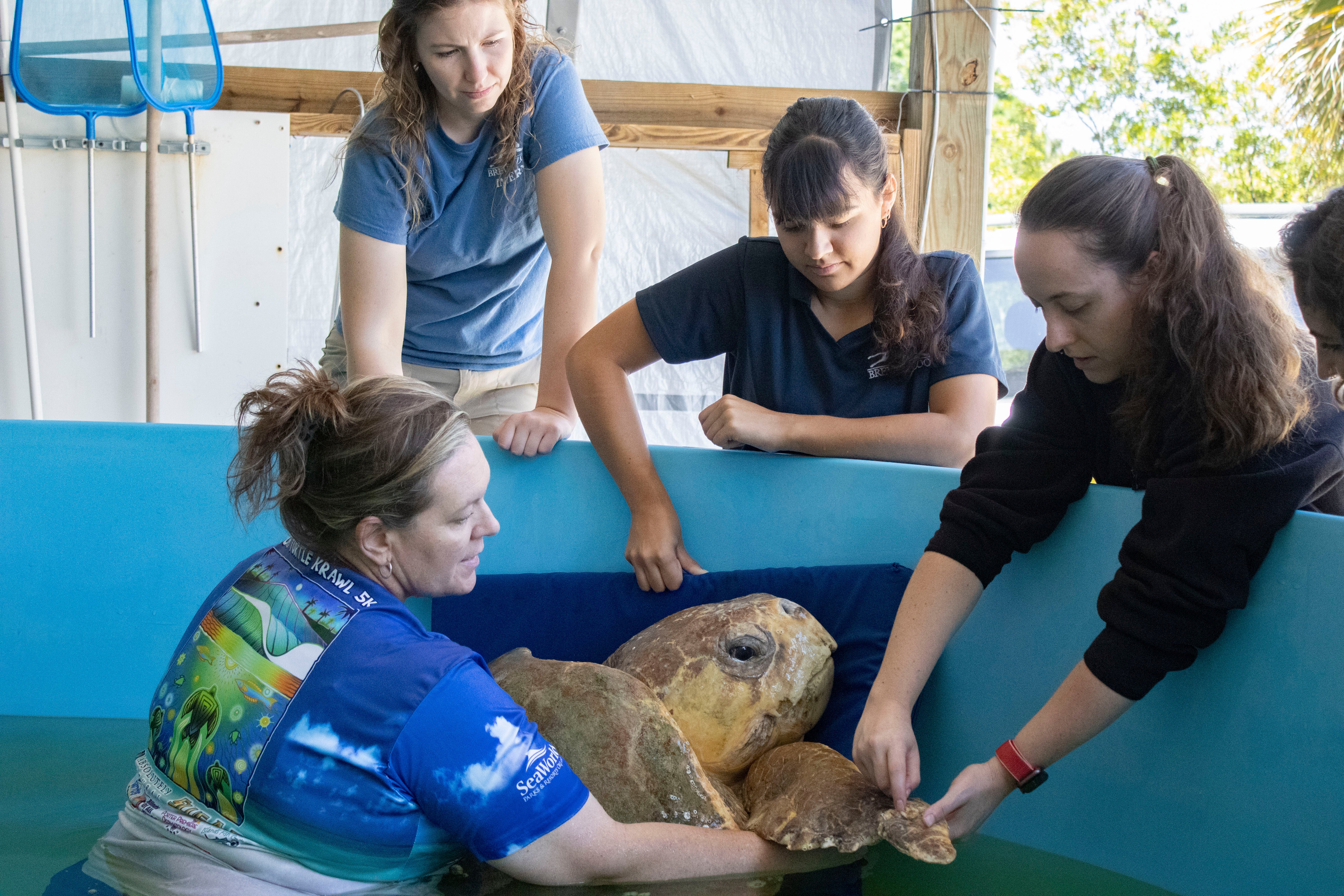 Sea Turtle Release