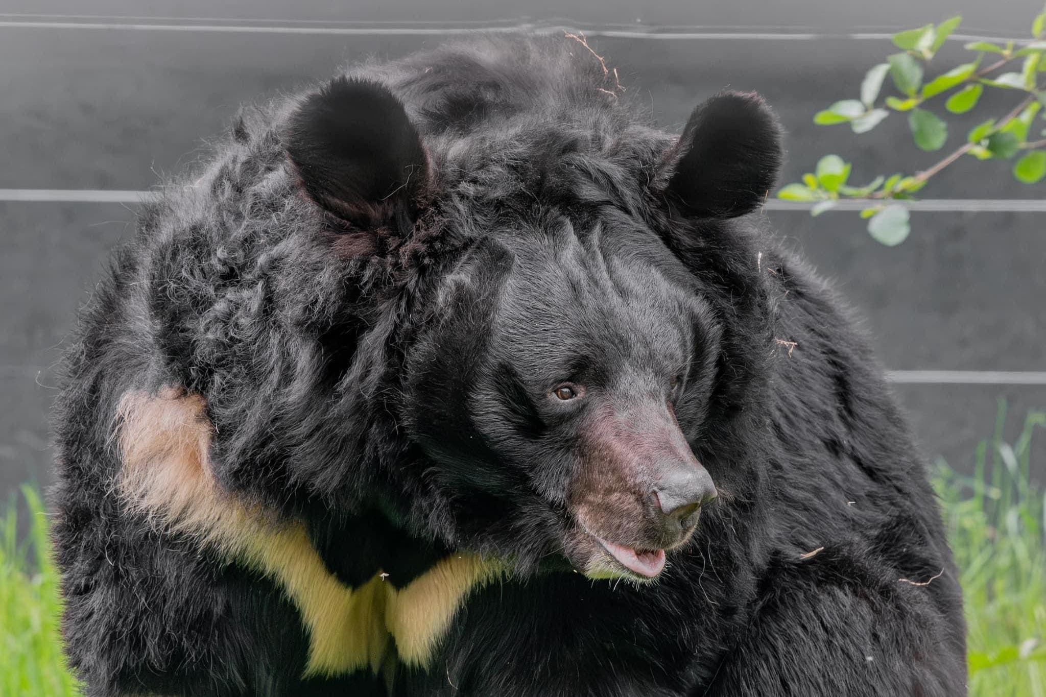 Yampil was rehomed at the zoo in January (Five Sisters Zoo/PA)