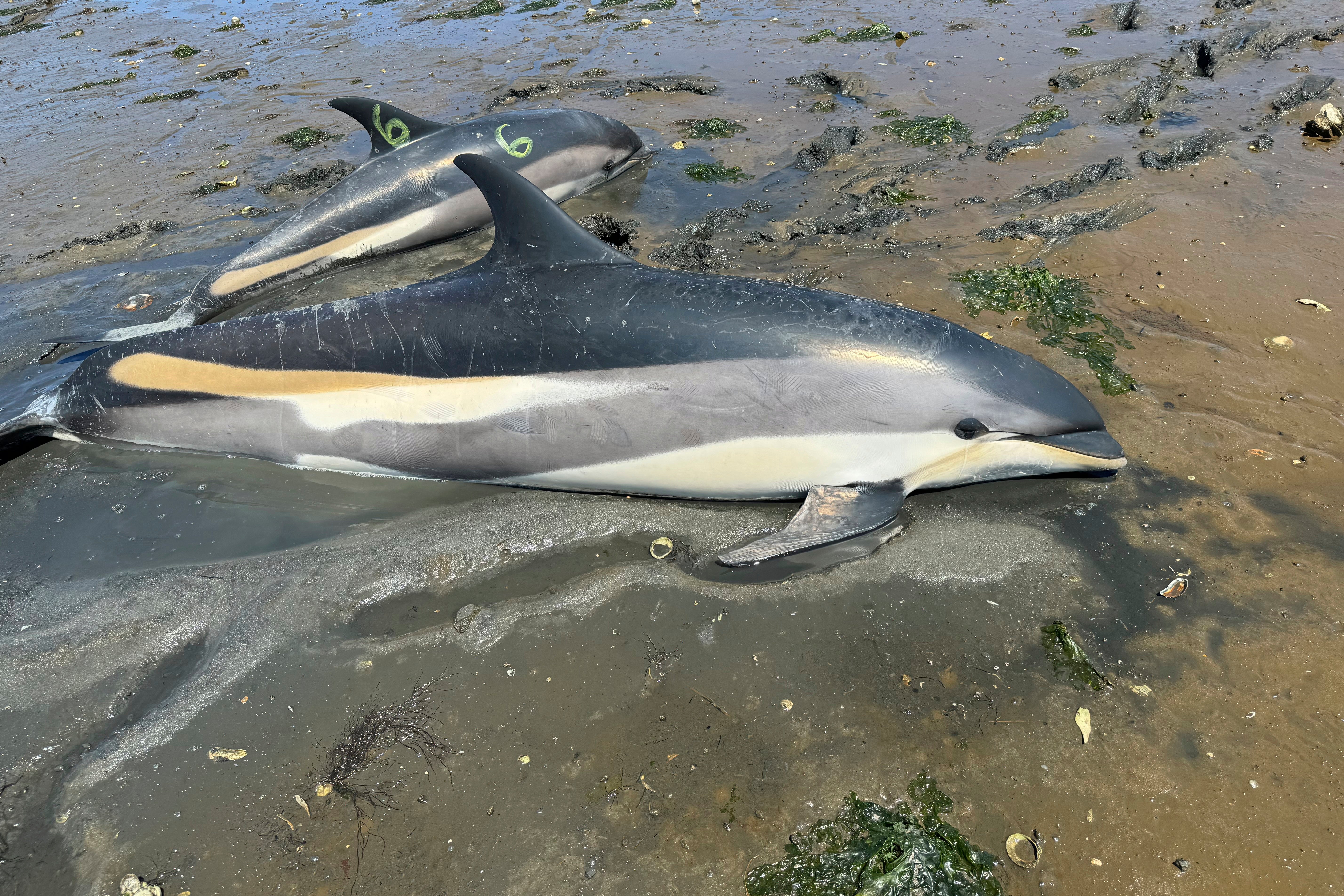 This photo provided by the International Fund for Animal Welfare shows two of several stranded dolphins on Cape Cod, Mass., on June 28, 2024