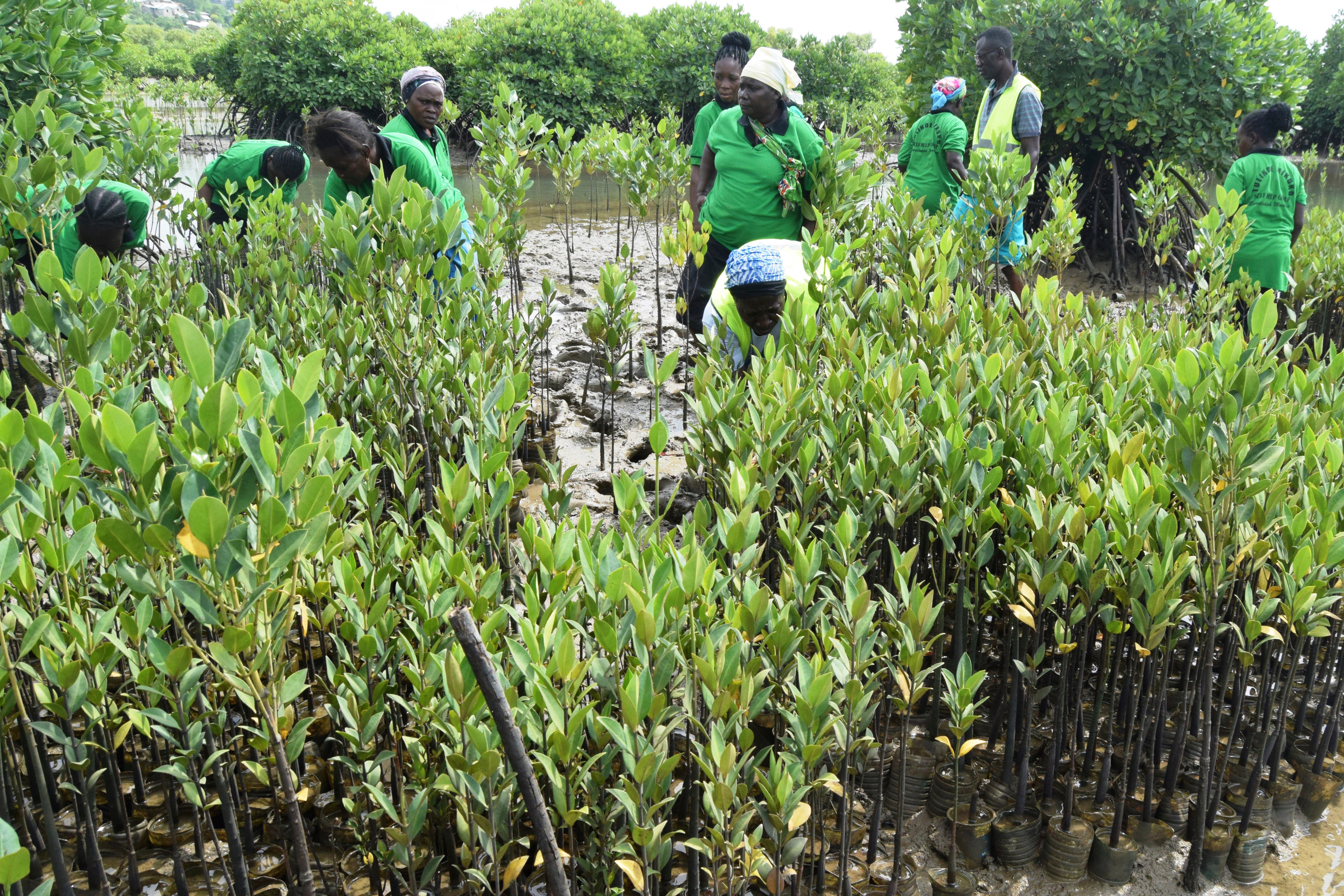 Kenya Bees and Mangroves