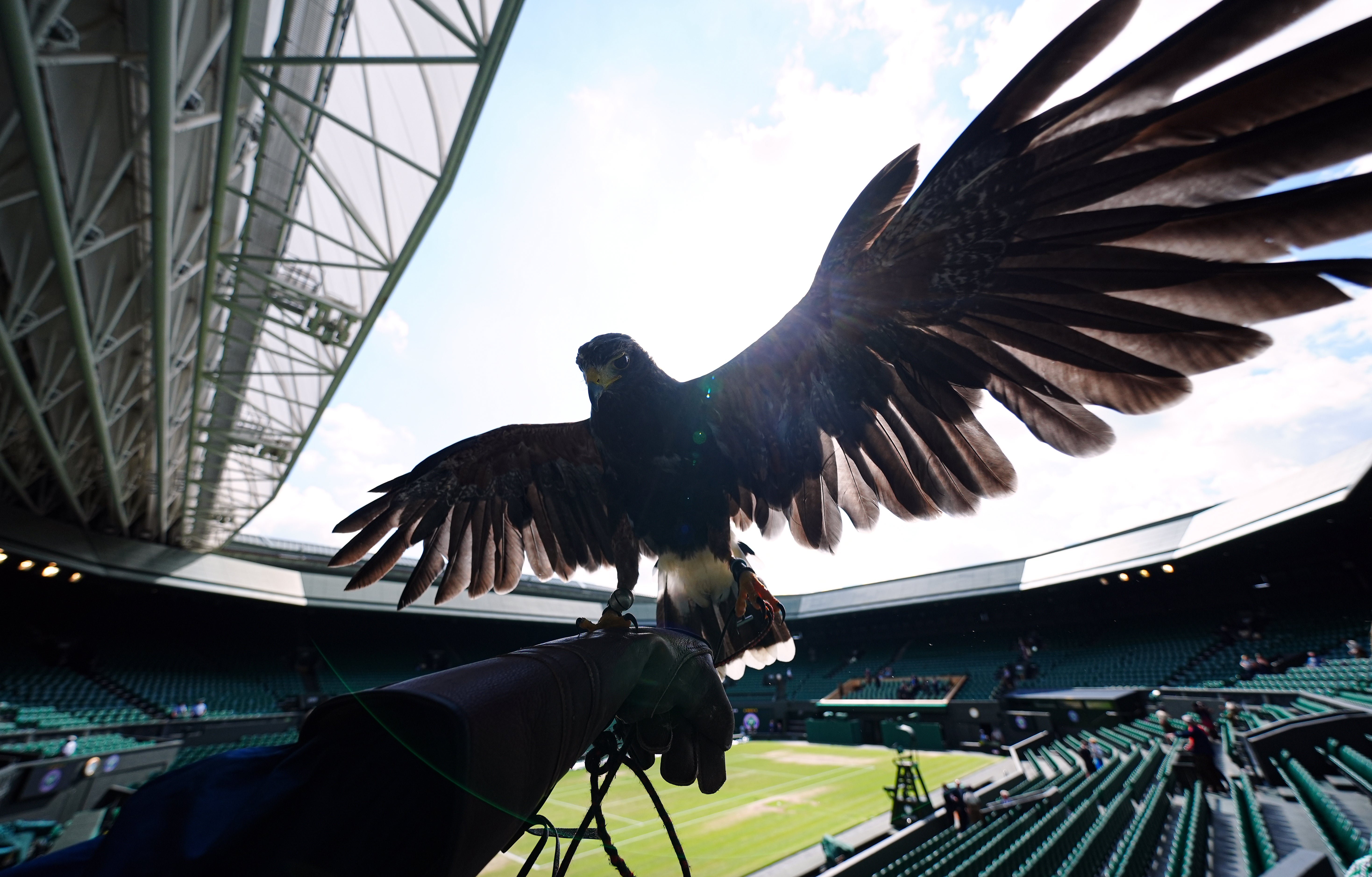 The Harris's Hawk was used to keep pigeons away from the courts at Wimbledon