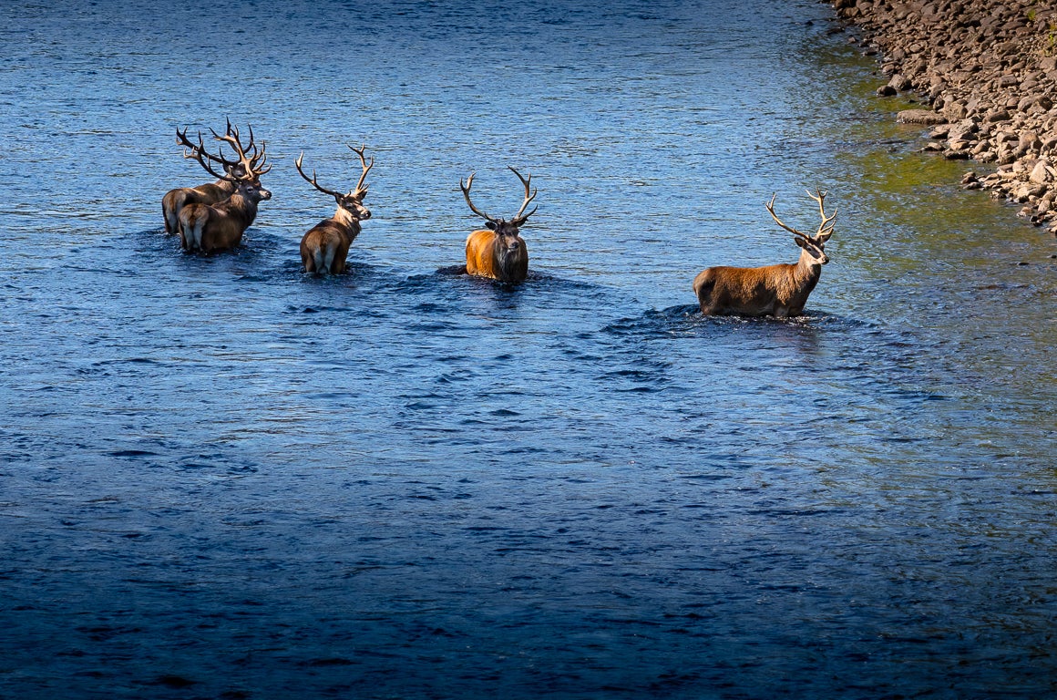 Stags in Loch Rannoch