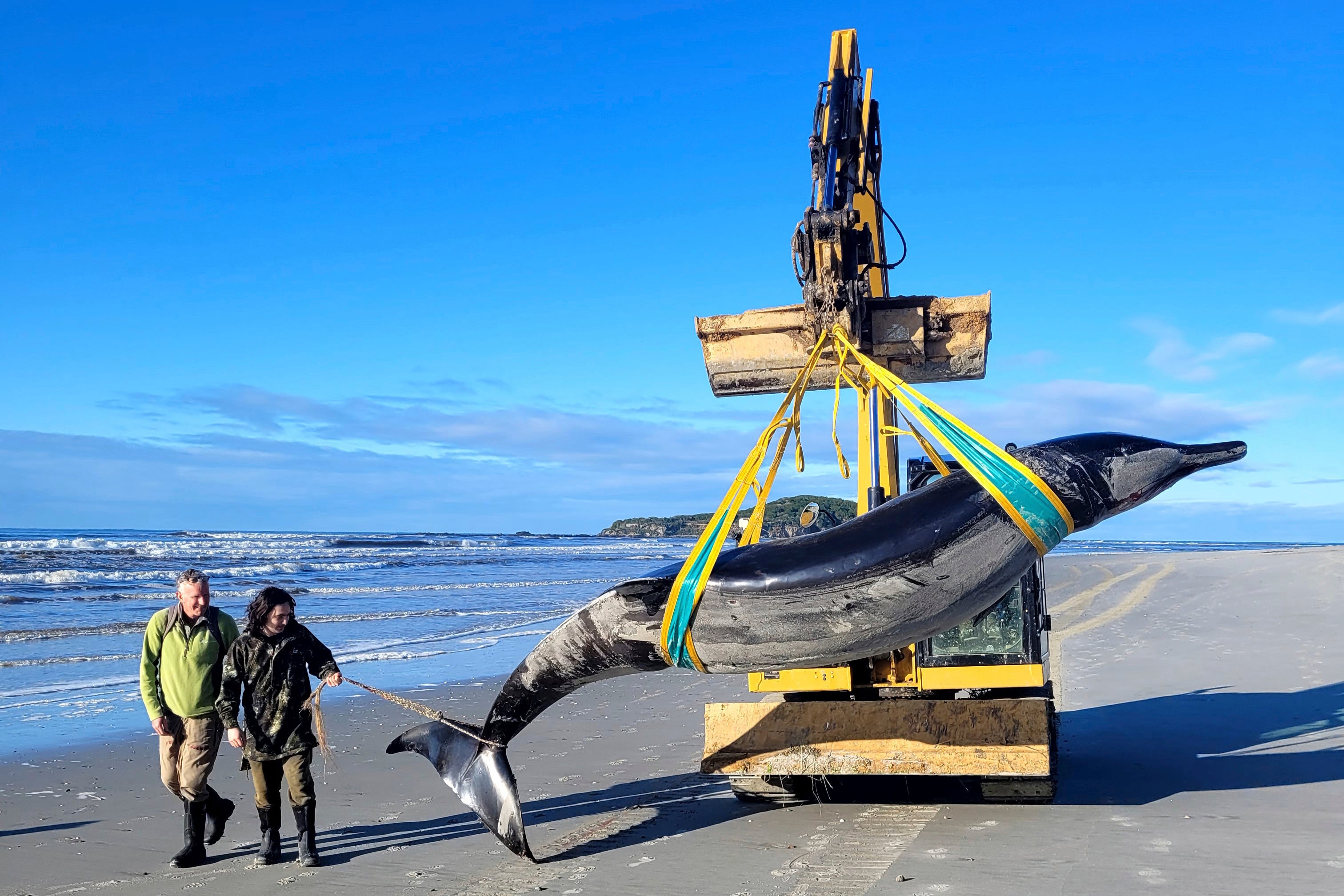 A rare spade-toothed whale, on July 5, 2024, after its was found washed ashore on a beach near Otago, New Zealand. (Department of Conservation via AP)