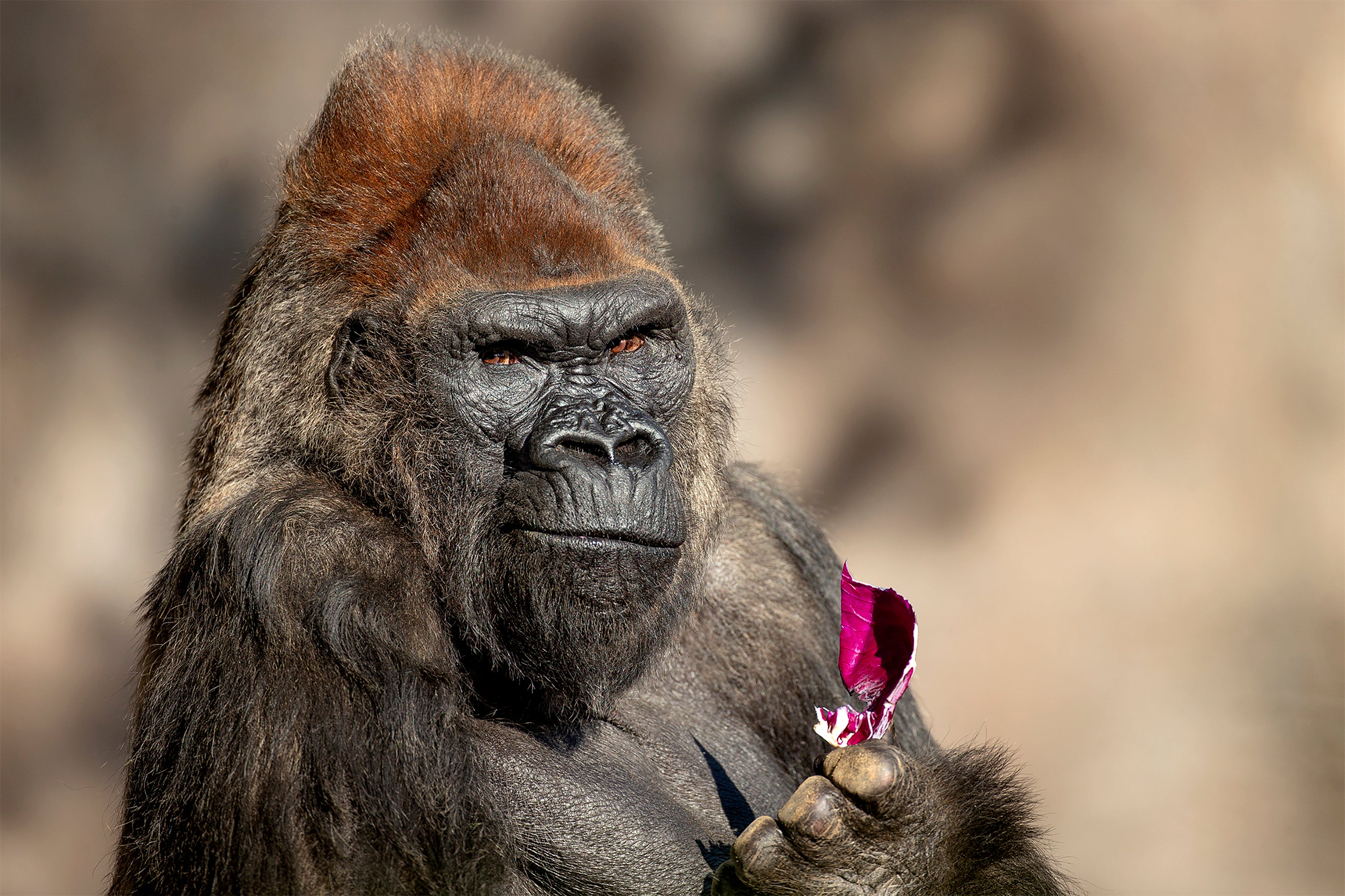 California Zoo Gorilla Dies