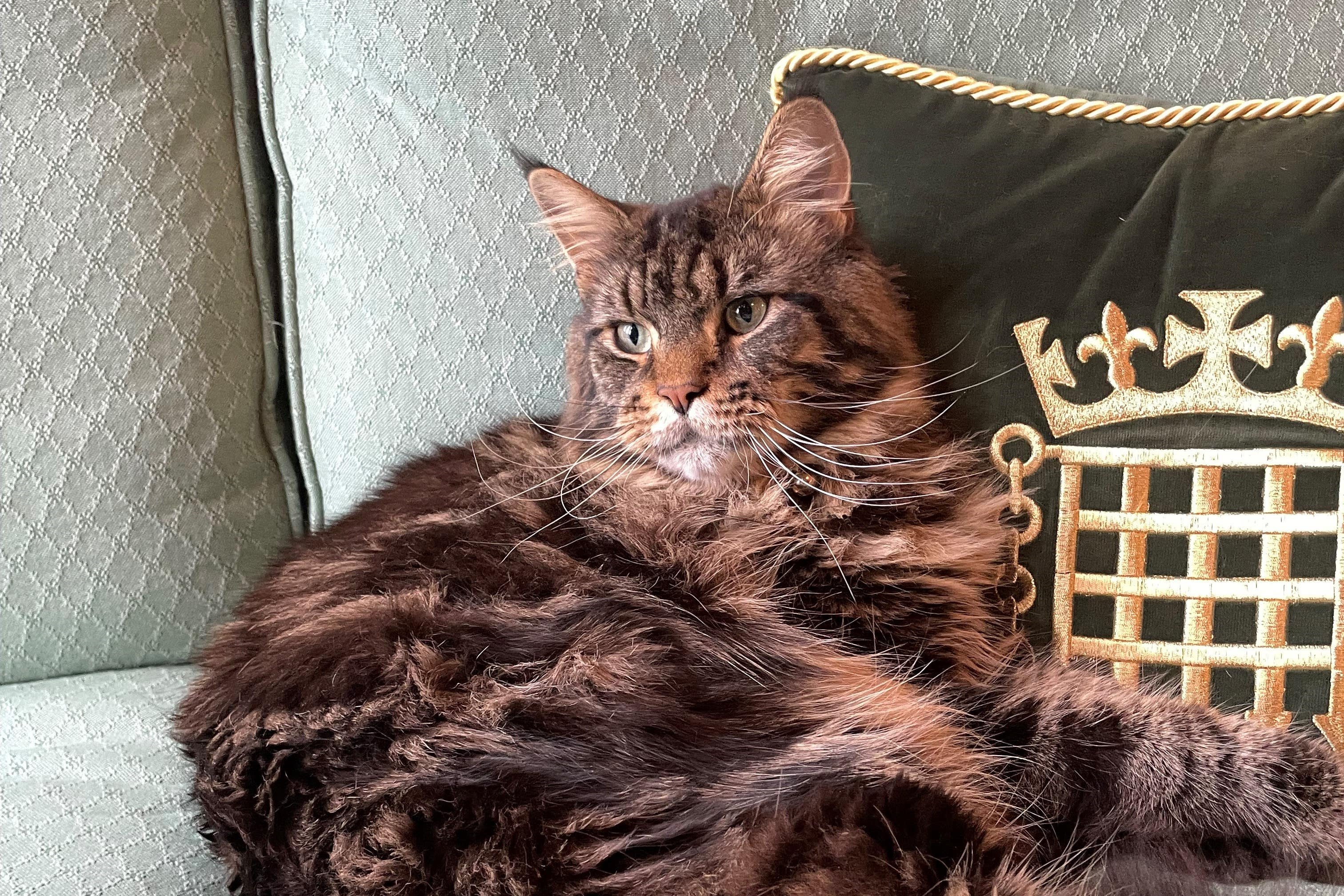 Attlee is a brown tabby Maine Coon (Richard Wheeler/PA)