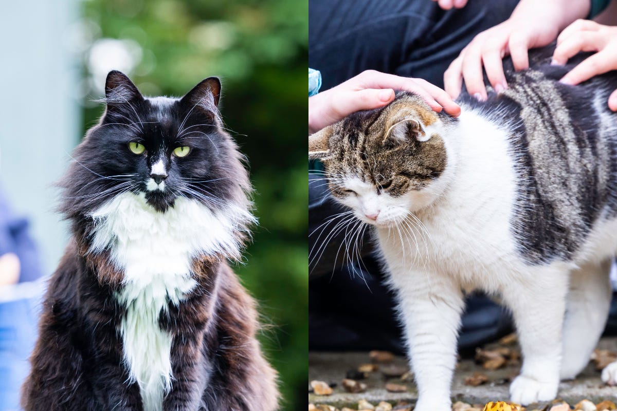 Marley has been helping trafficking victims and Cilla has been calming the nerves of students (Cats Protection/PA)