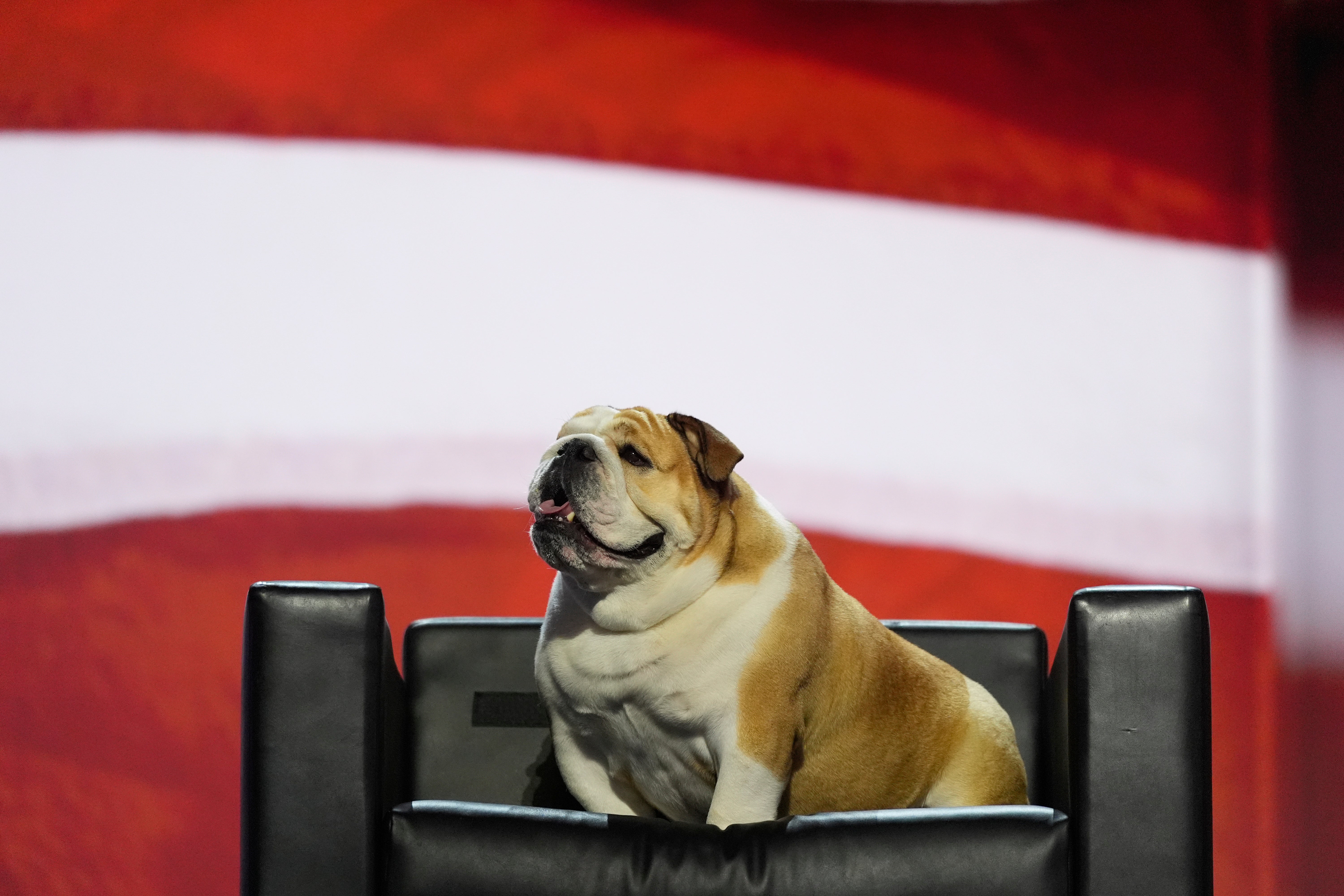 West Virginia Gov. Jim Justice’s dog, “Babydog,” sits on a chair on stage before the Republican National Convention drawing large cheers from the crowd