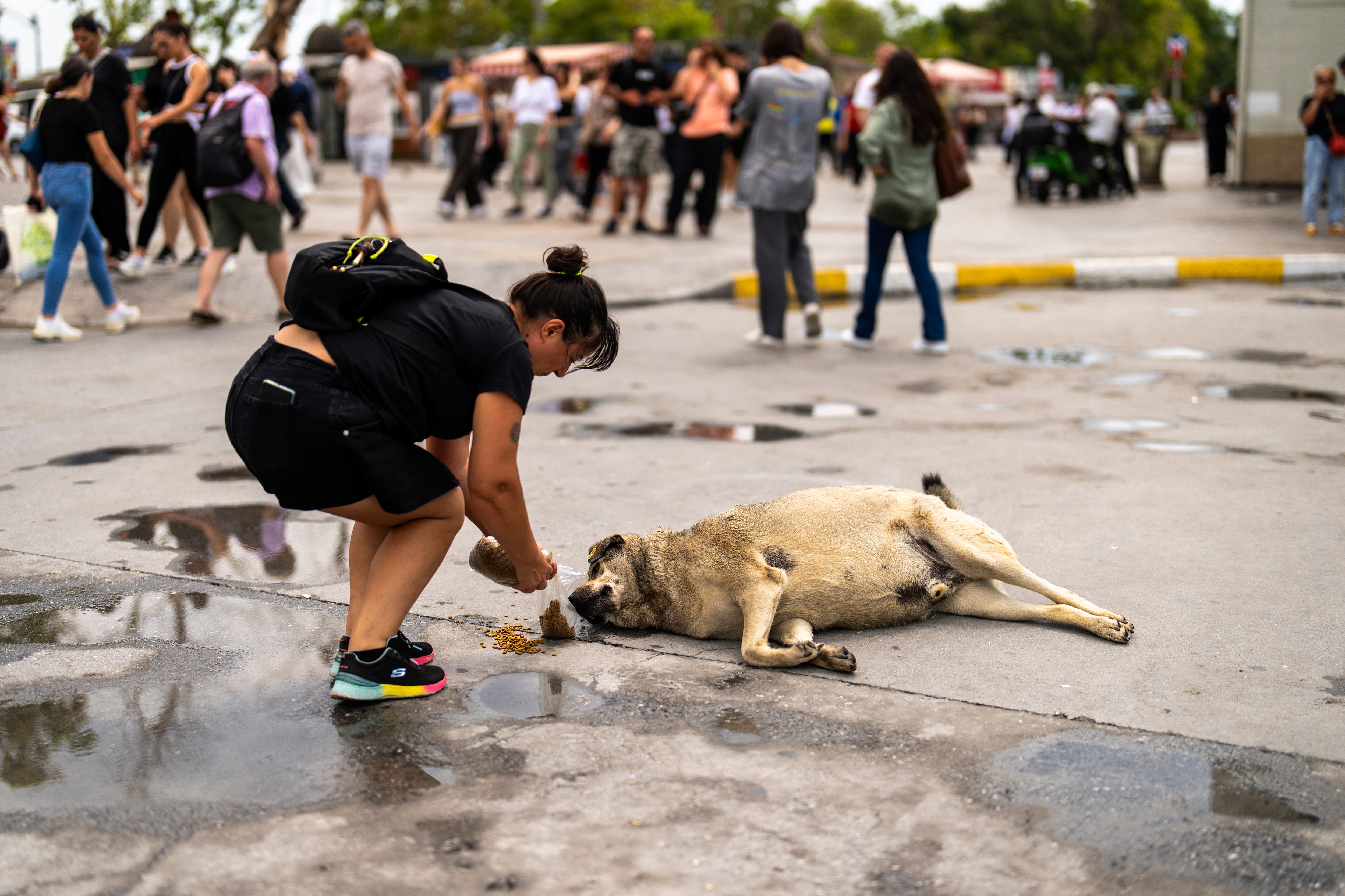 A woman feeds a stray dog in Kadikoy neighbourhood in Istanbul, Turkey, Saturday, July 6