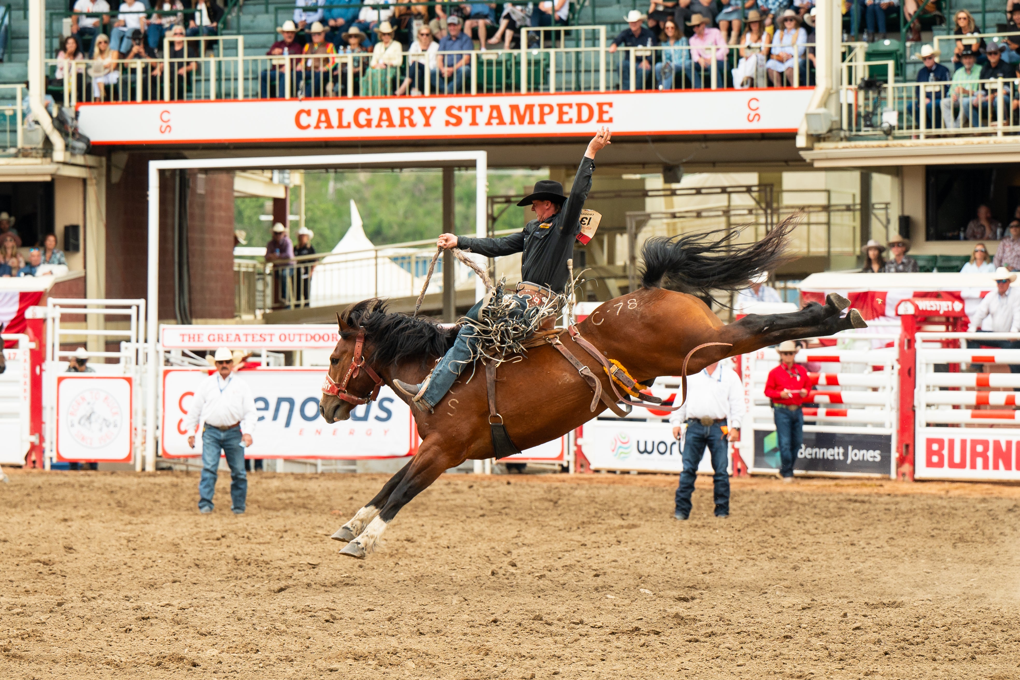 Rodeo at the Calgary Stampede in 2024 – this year saw the highest attendance ever, with nearly 1.5 million visitors