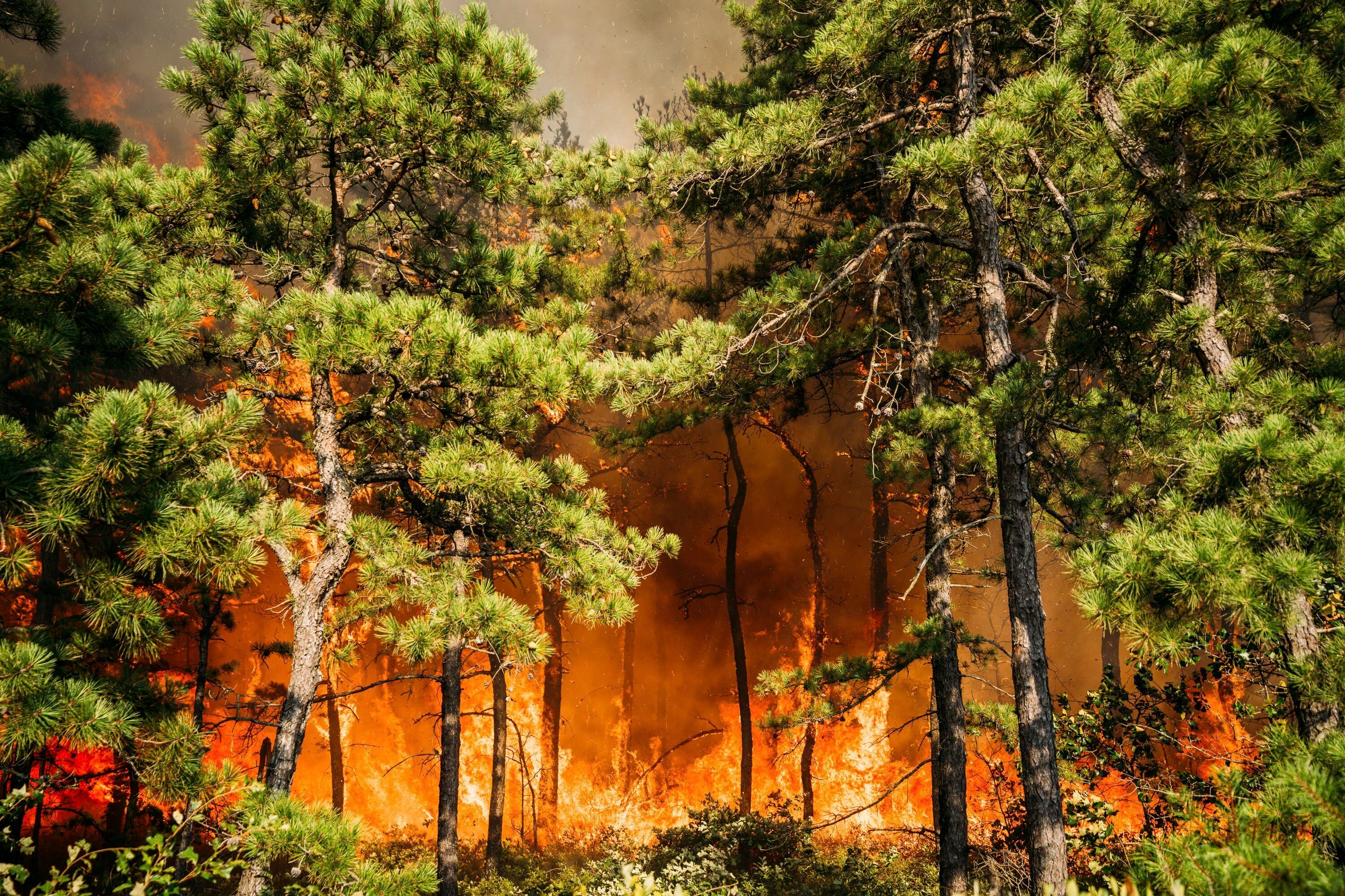 APTOPIX New Jersey Forest Fire