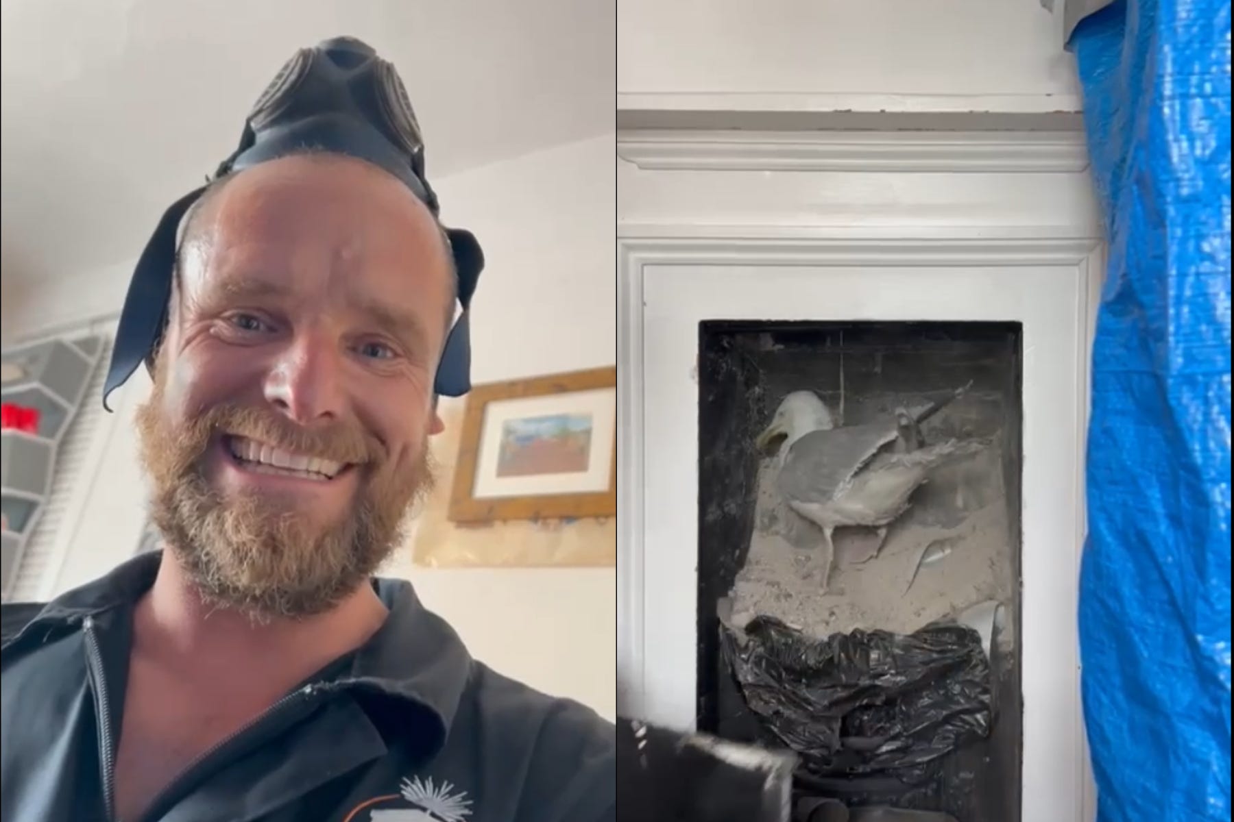 Chimney sweep, Neil Jarrett, filmed the moment he saved a ‘rumbunctious’ seagull after it was trapped in an old chimney flue (Neil Jarrett)