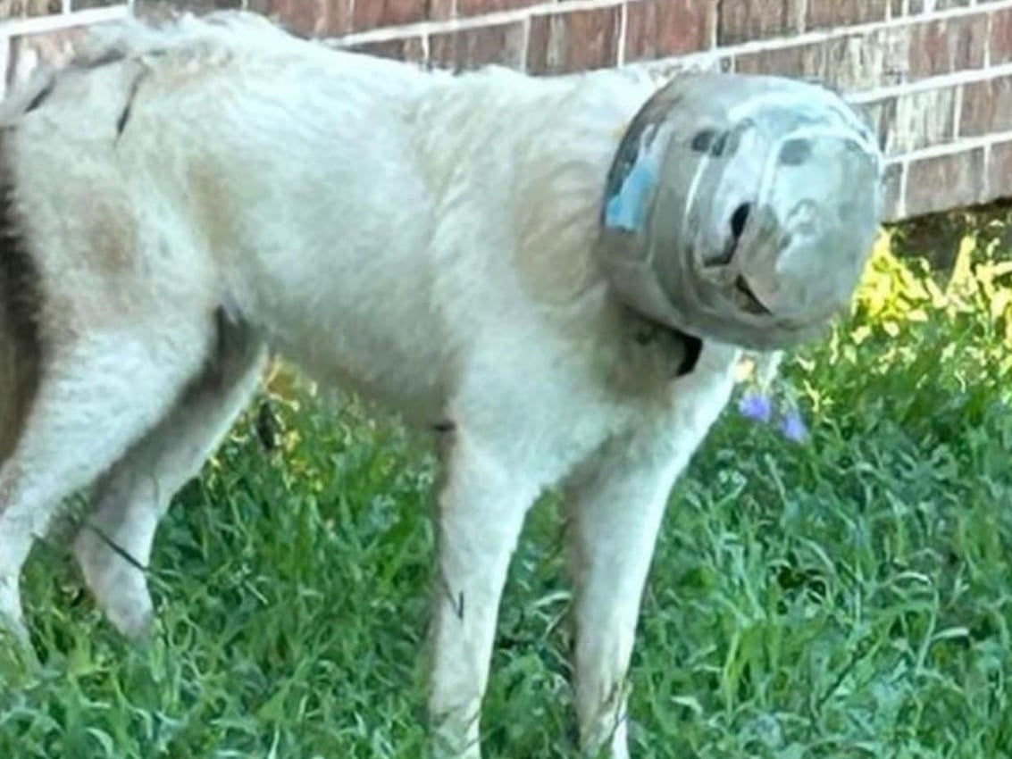 A photo of the dog caught by residents in Manvel, Texas this week. Now, an entire town helped search for the pup