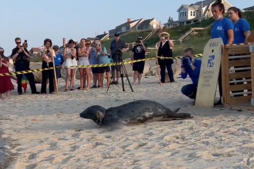 Salted Caramel the seal was returned to the wild by the National Marine Life Center on Wednesday after spending a month in the hospital