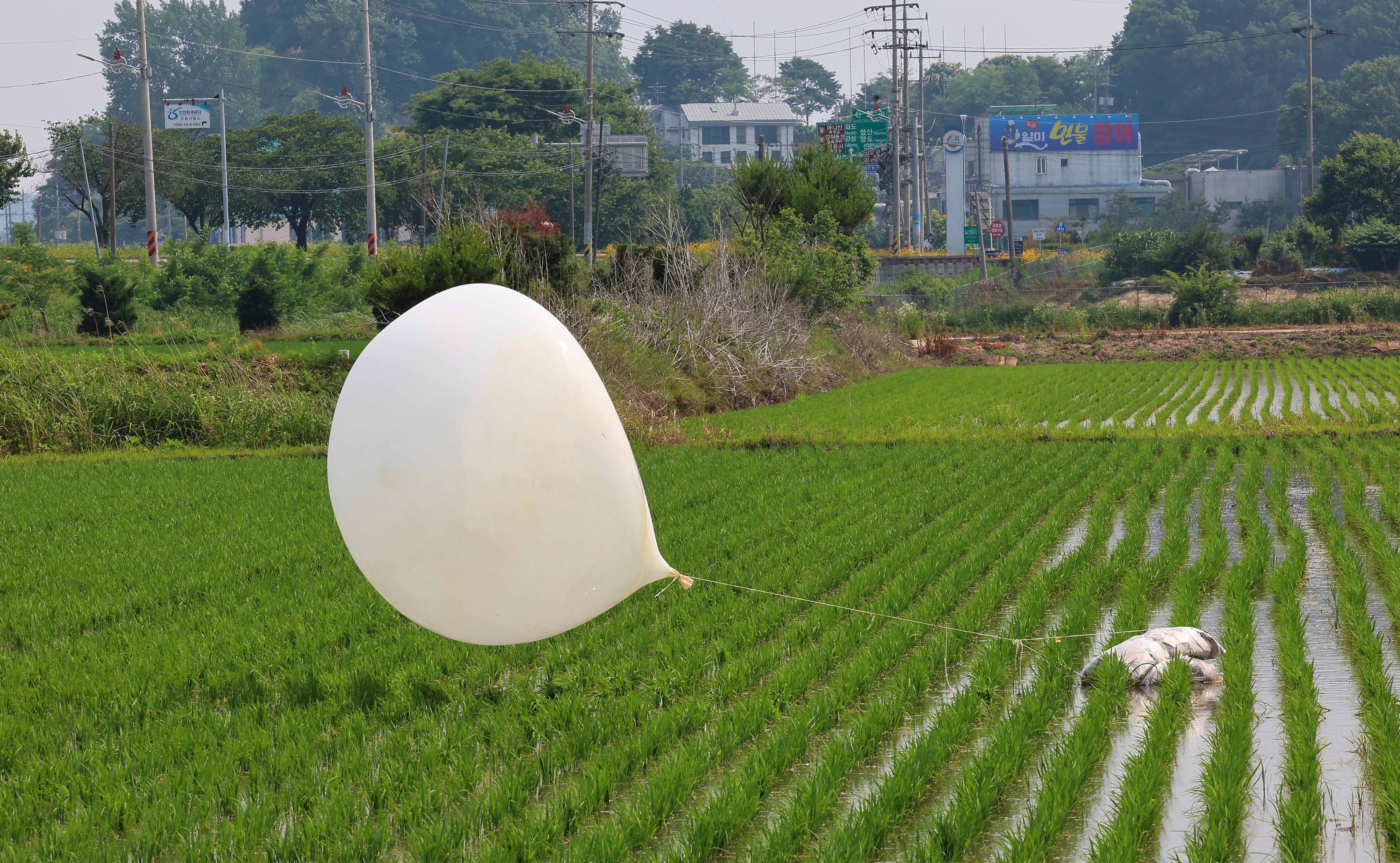 File: A balloon presumably sent by North Korea, is seen in a paddy field in Incheon, South Korea, on 10 June 2024