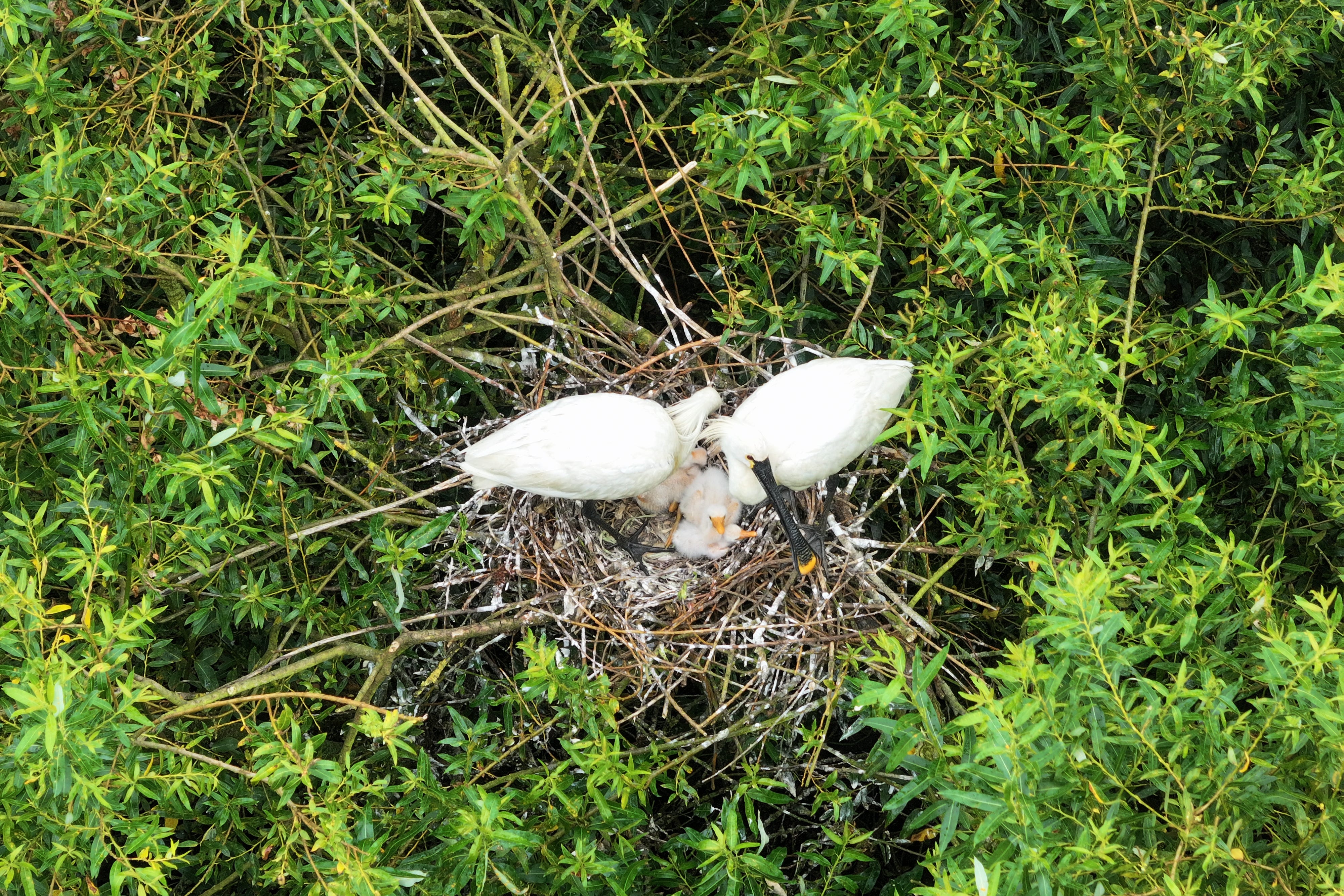 Spoonbills feeding their chicks (RSPB Images/PA)