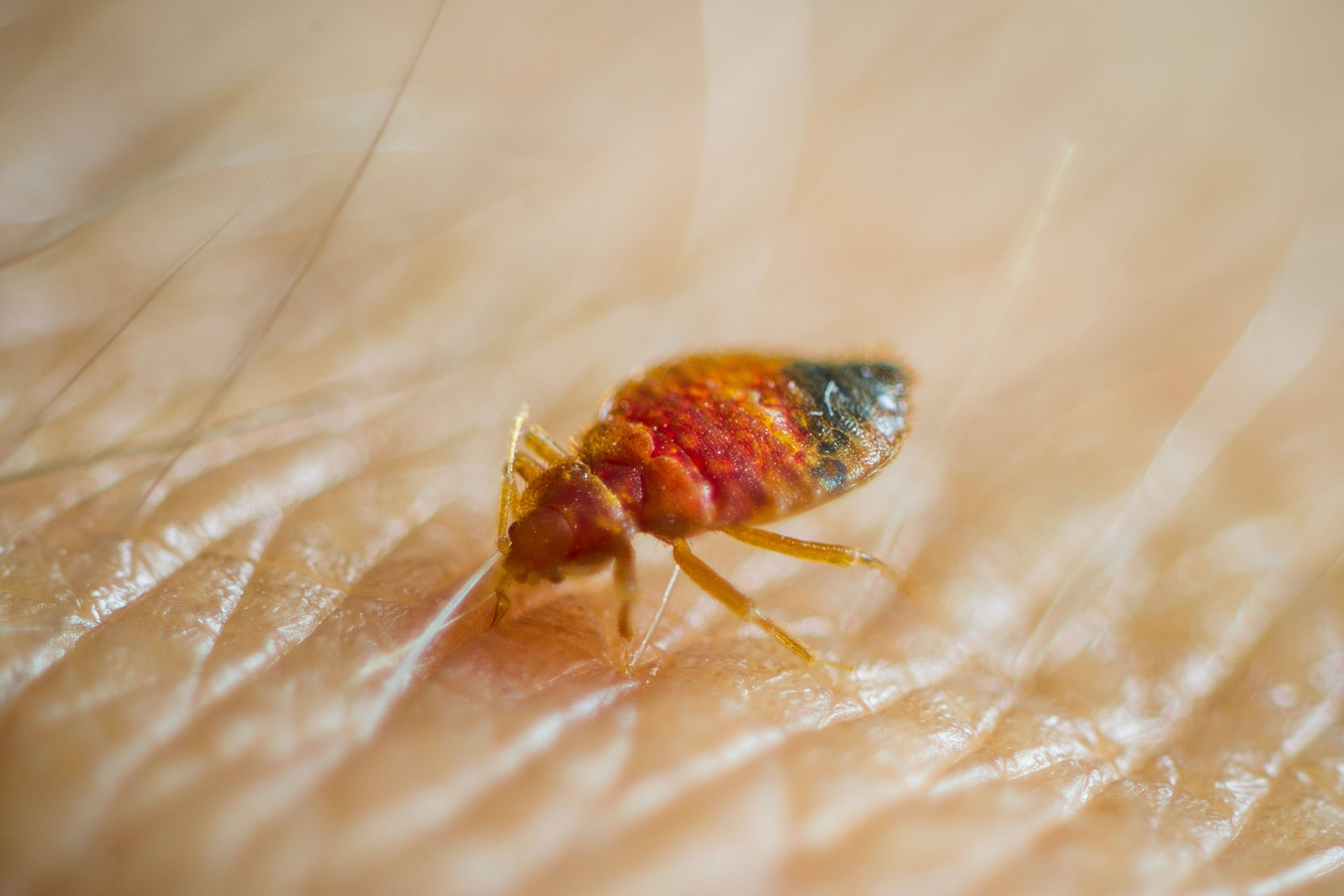 Jesmin Akter illegally imported poison to kill the bed bugs which were infesting her flat (Alamy/PA)