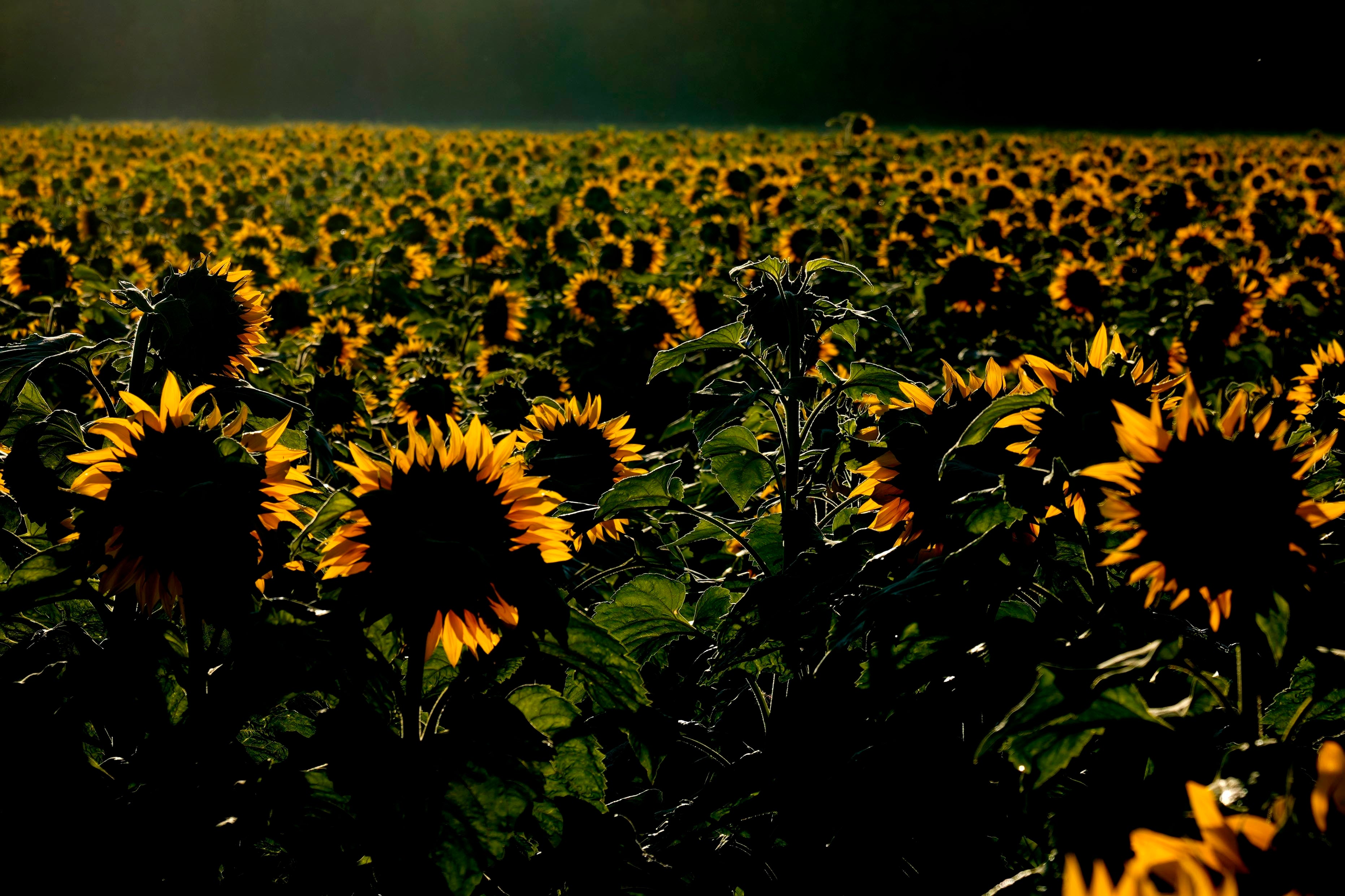 Germany Daily Life Weather