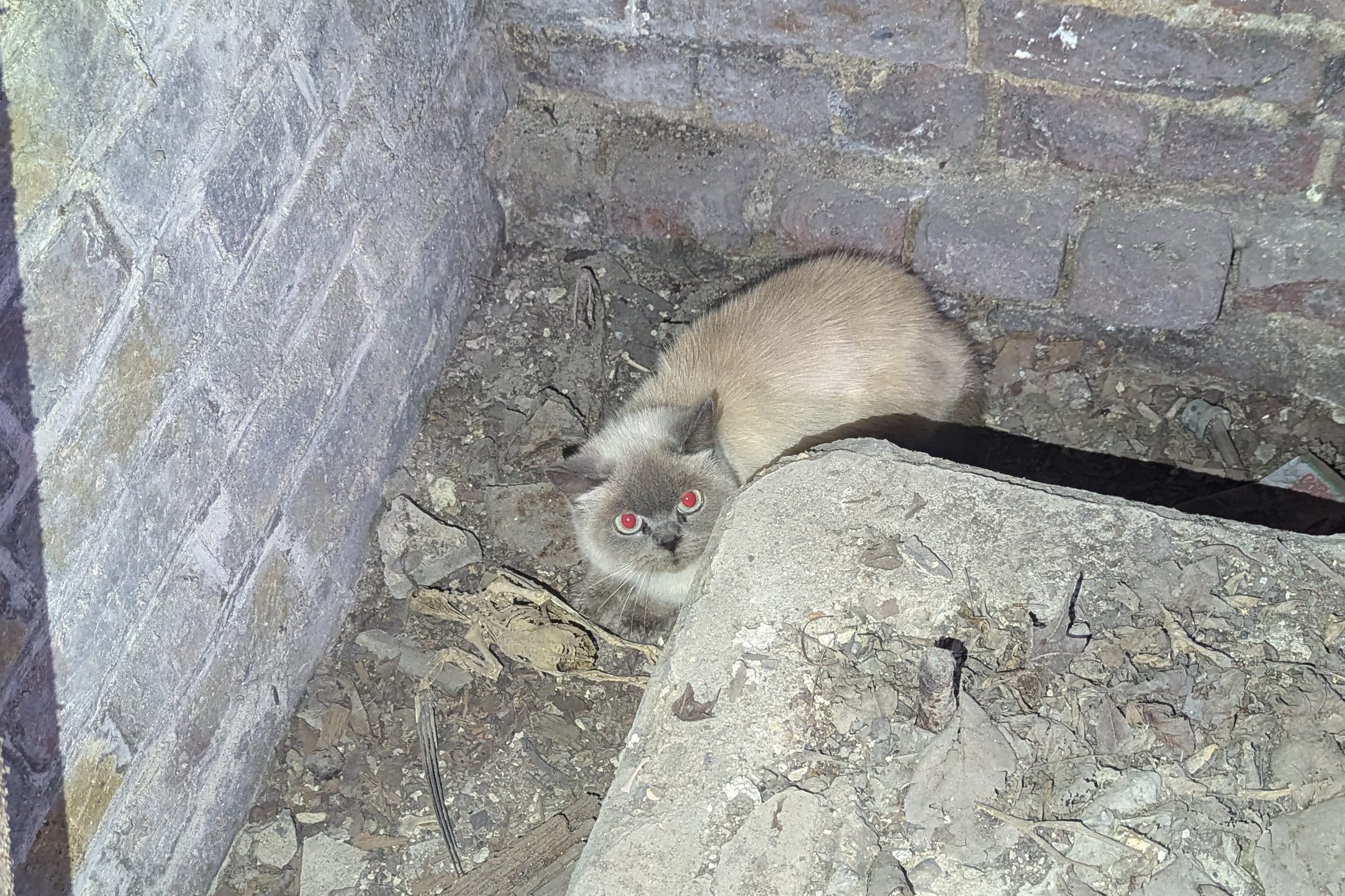 A cat fell 15 feet down a shaft (RSPCA/PA)