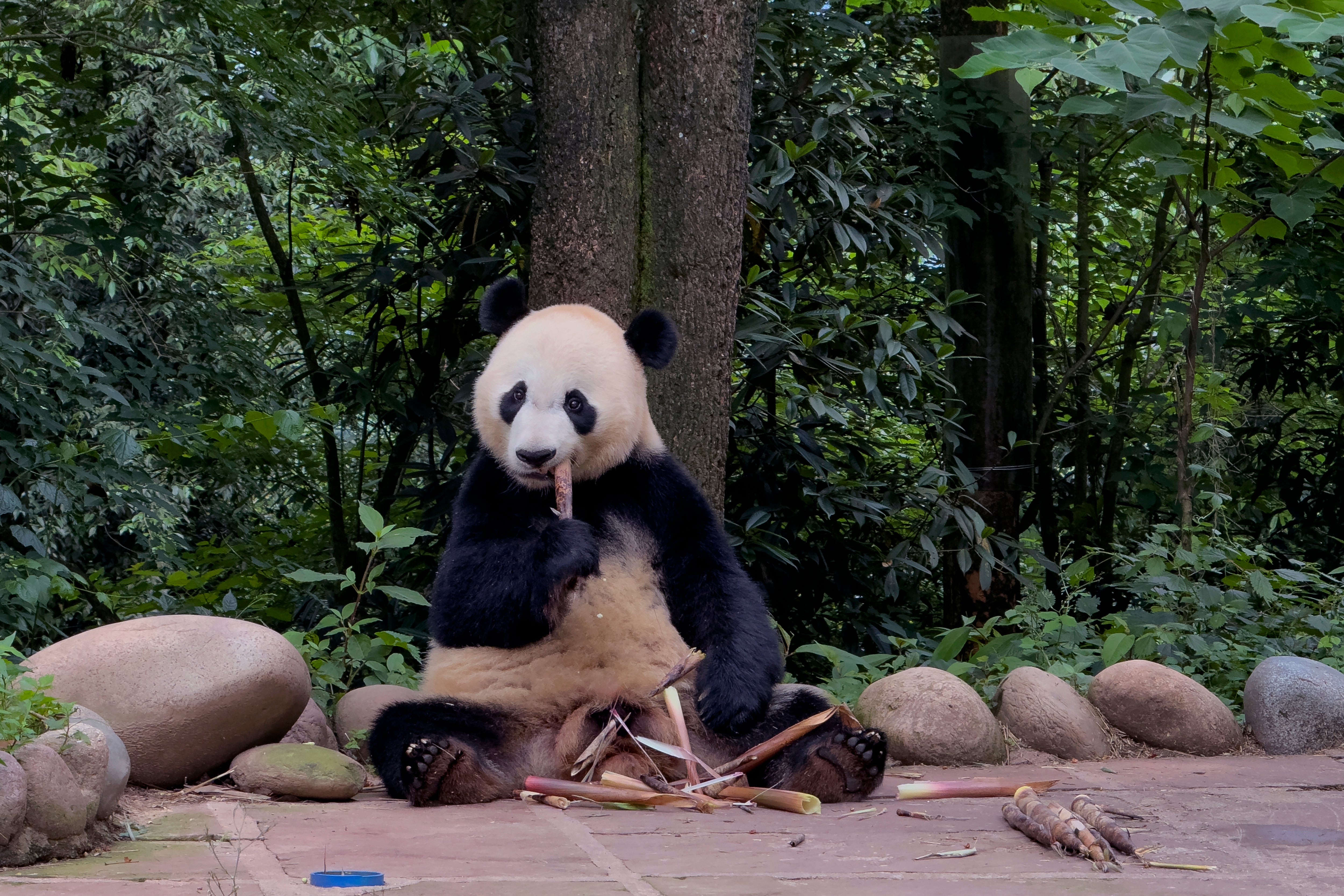 China Panda Conservation