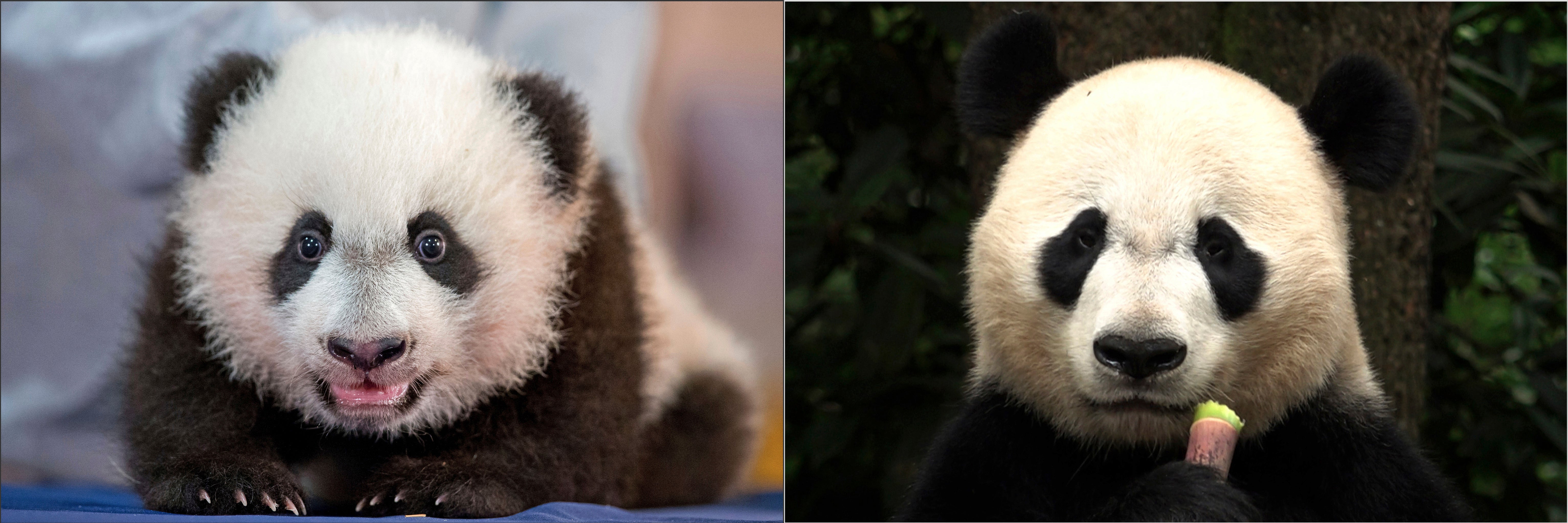 China Panda Conservation