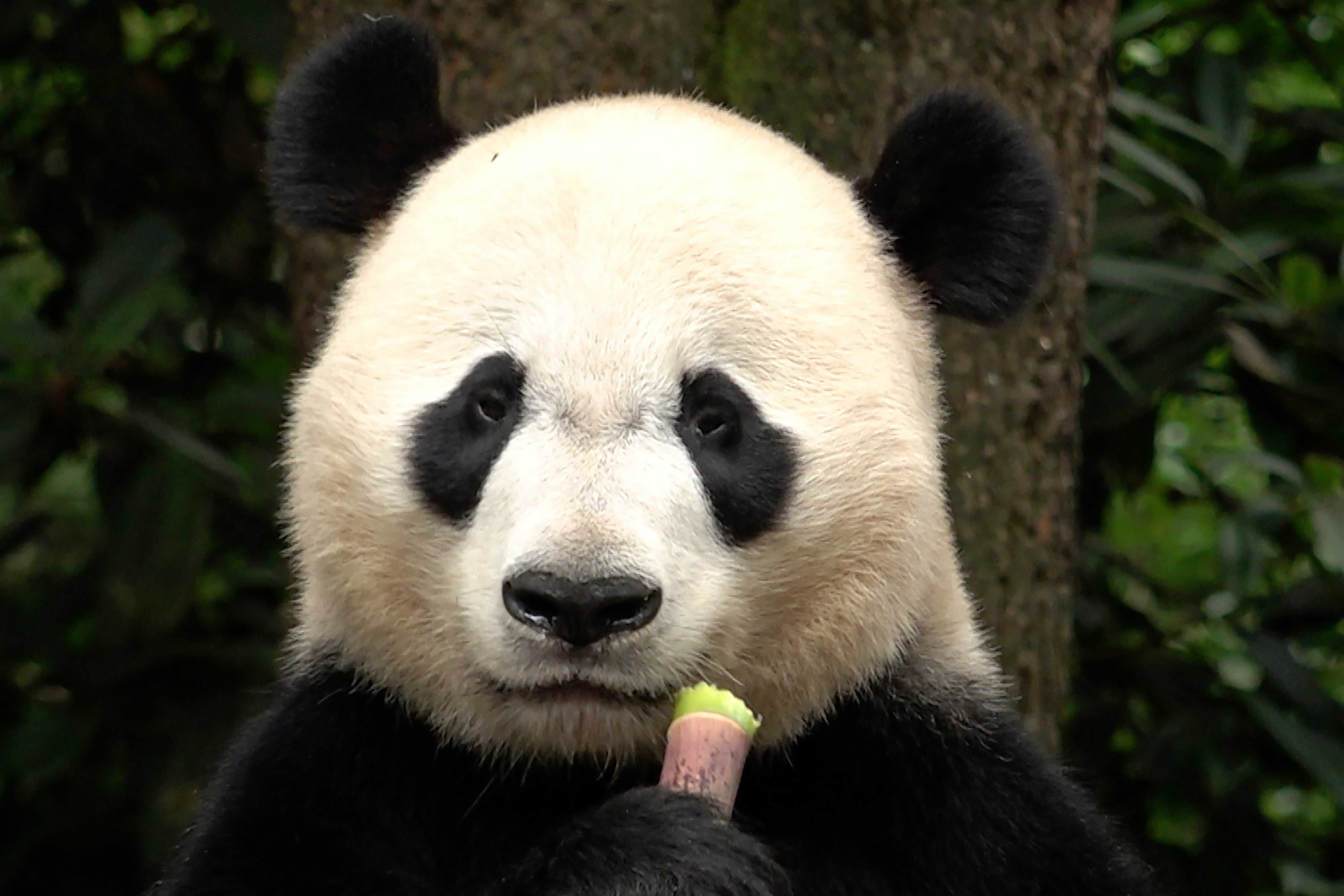 China Panda Conservation