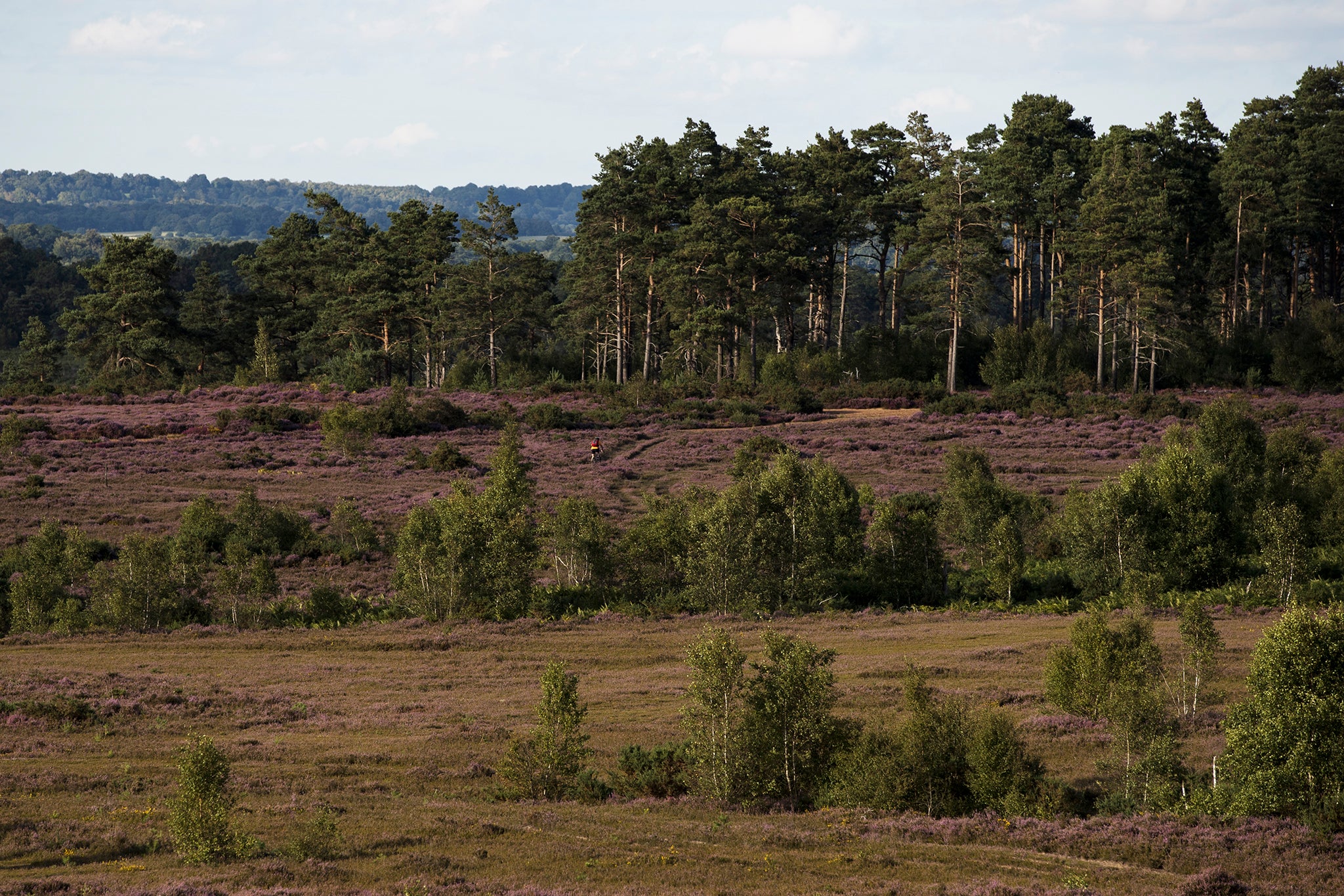 Thursley Common is due to receive the fee paid by Netflix