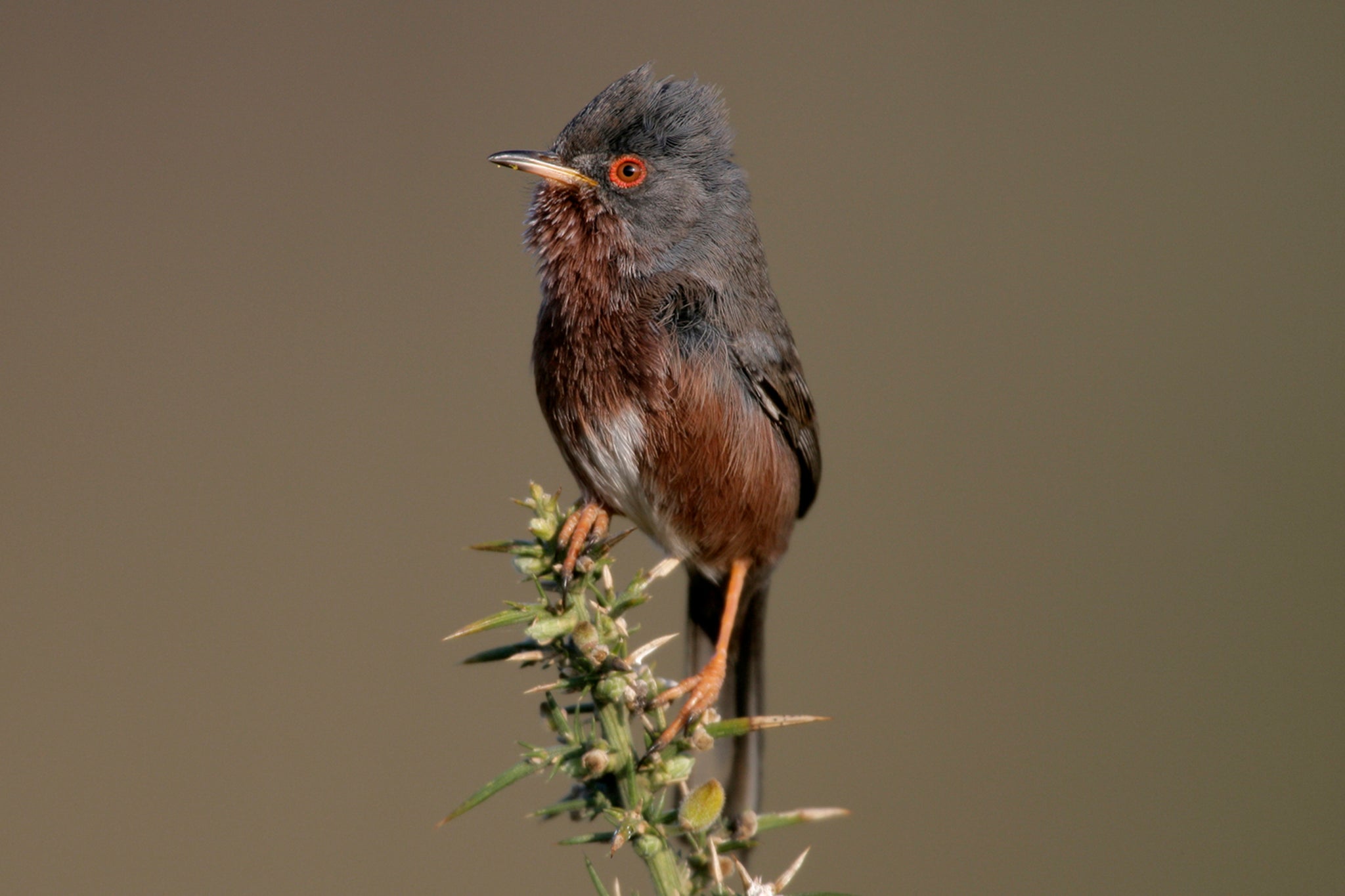 The area is home to Dartford warbler