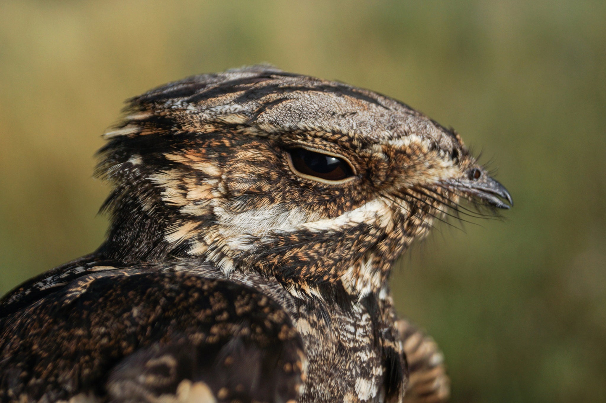 Nightjar are thought to be using the area