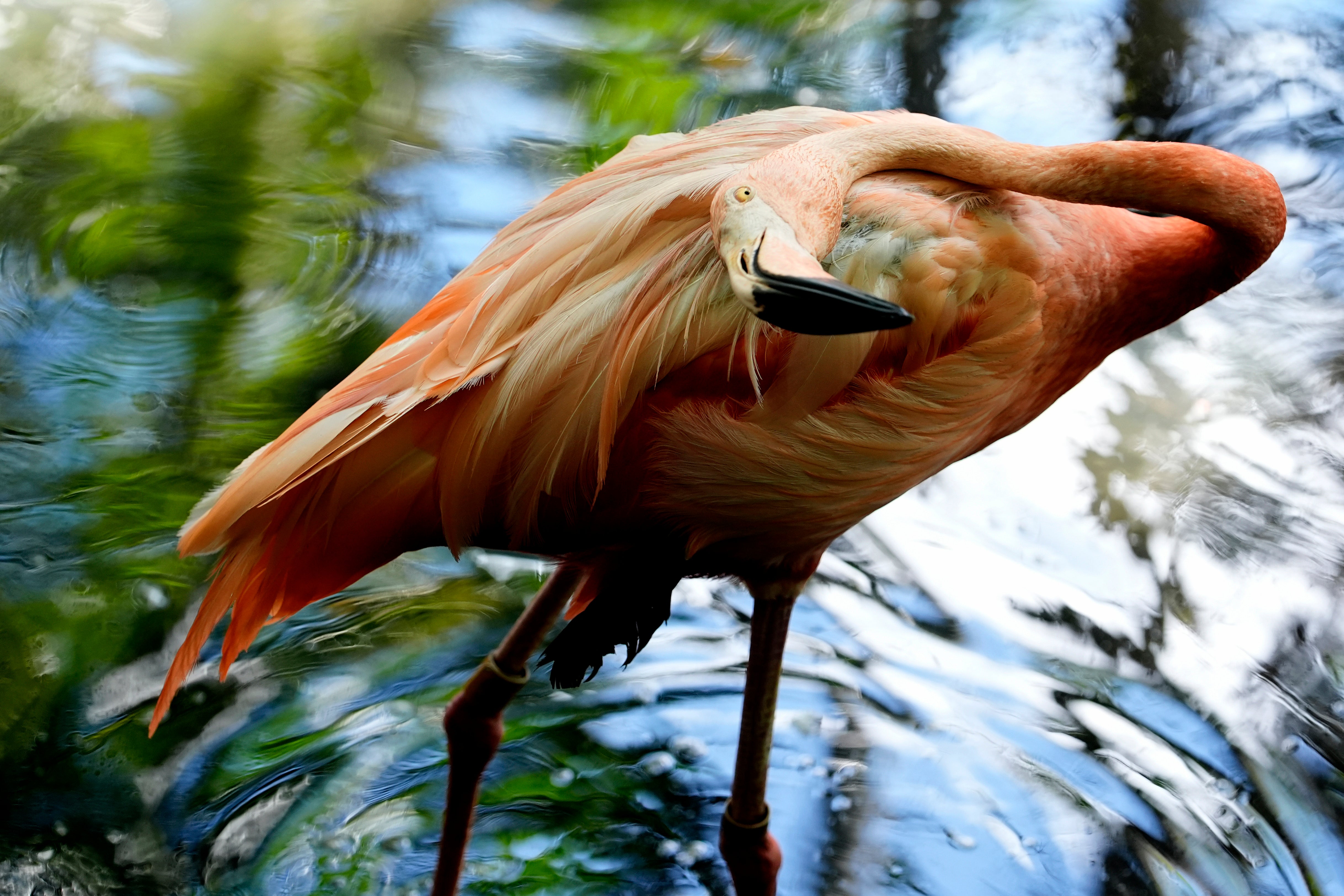 Paradise Park has a flamboyance of Caribbean flamingos (file photo)