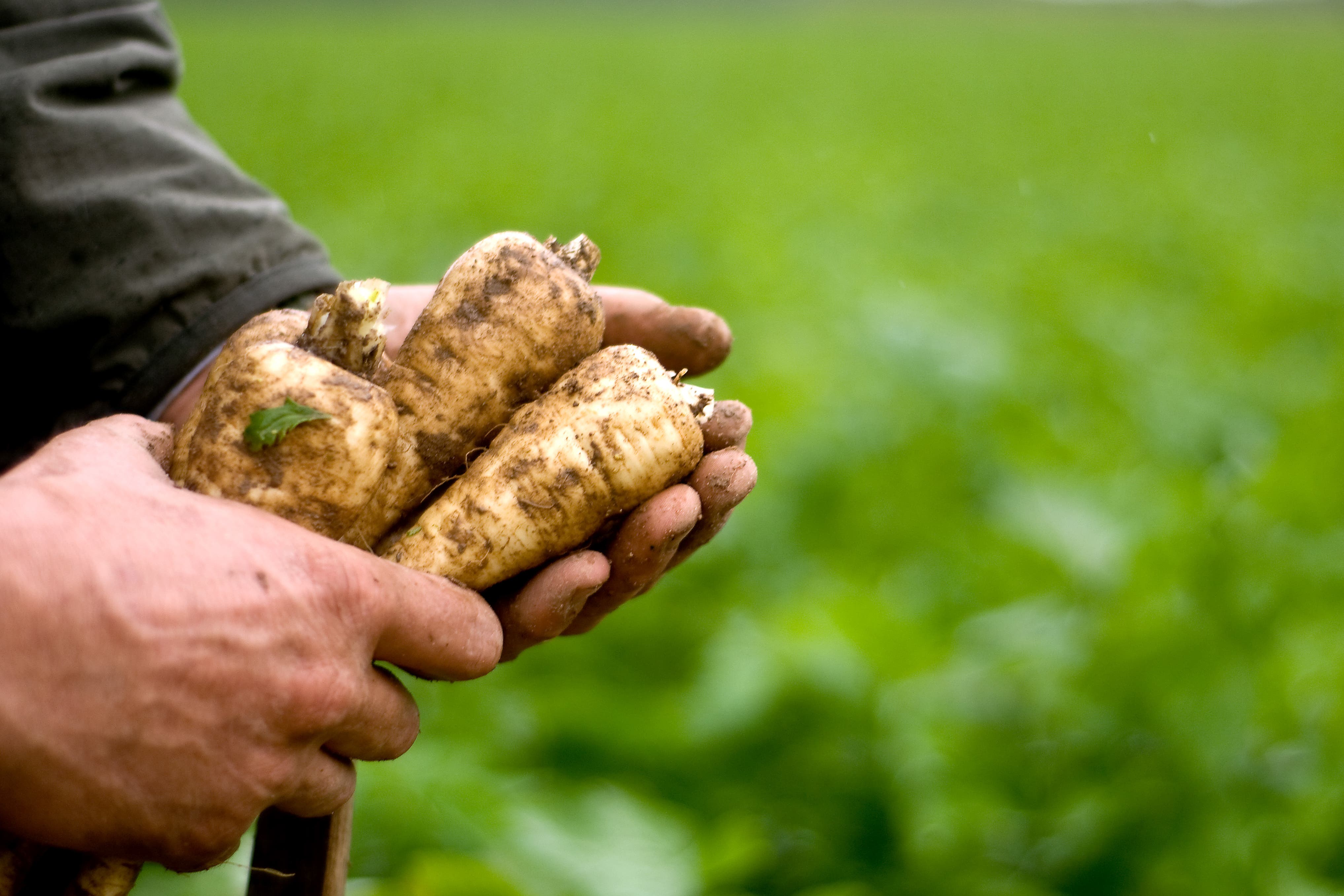 Parsnip harvesting at Knights Farms (PA)