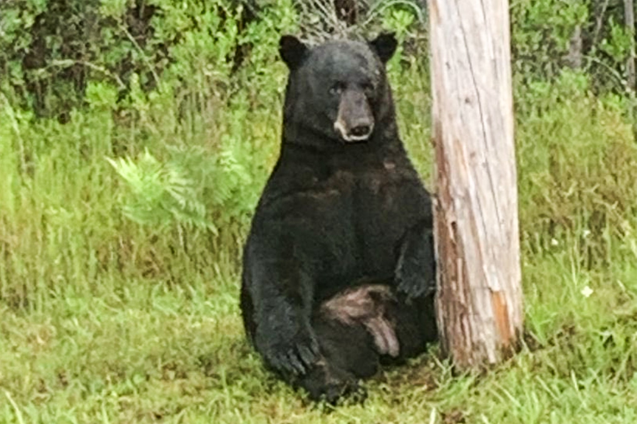 The black bear was spotted at the side of Highway 98 in Florida