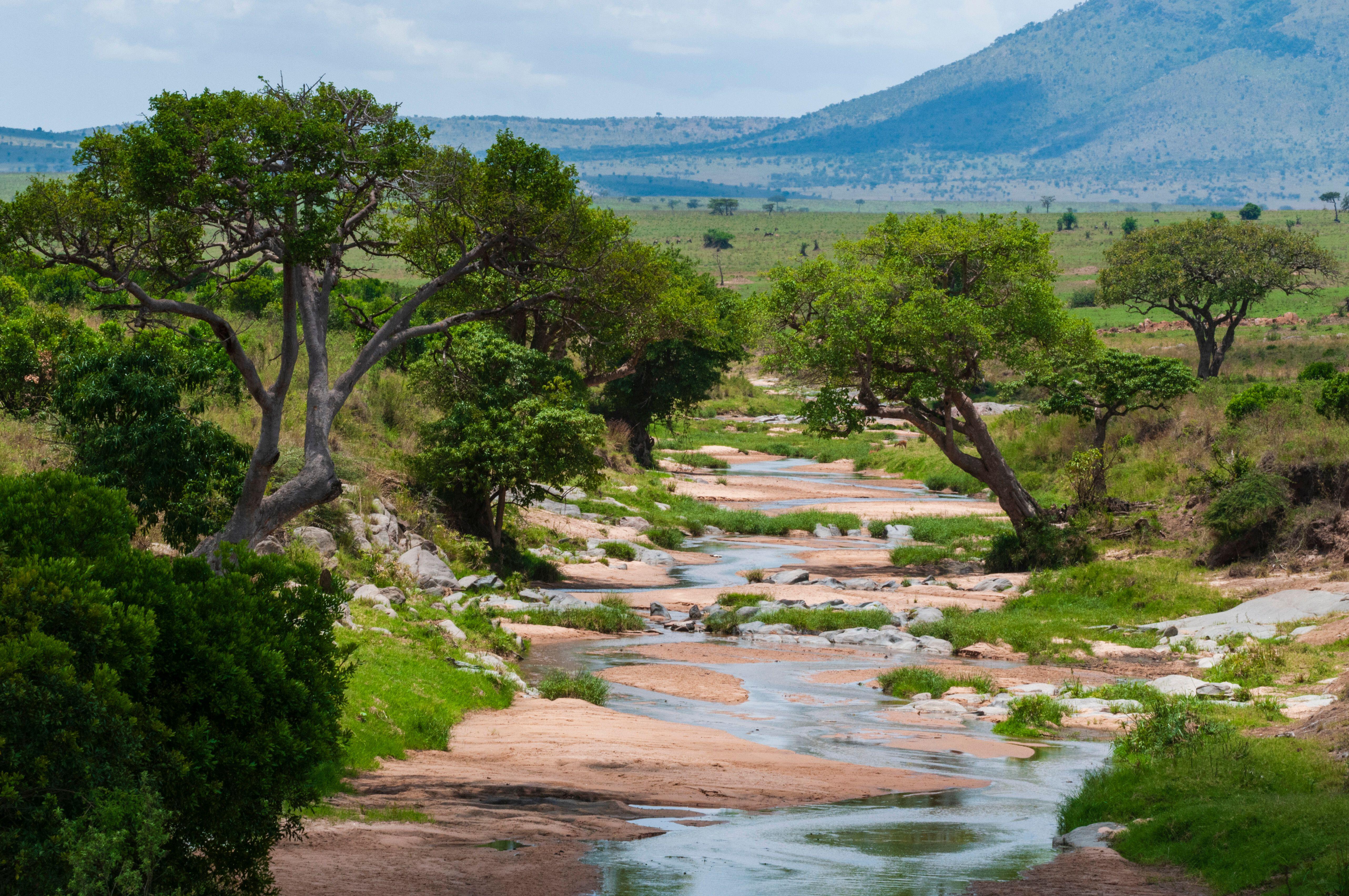 Trees growing along the banks of the Talek River