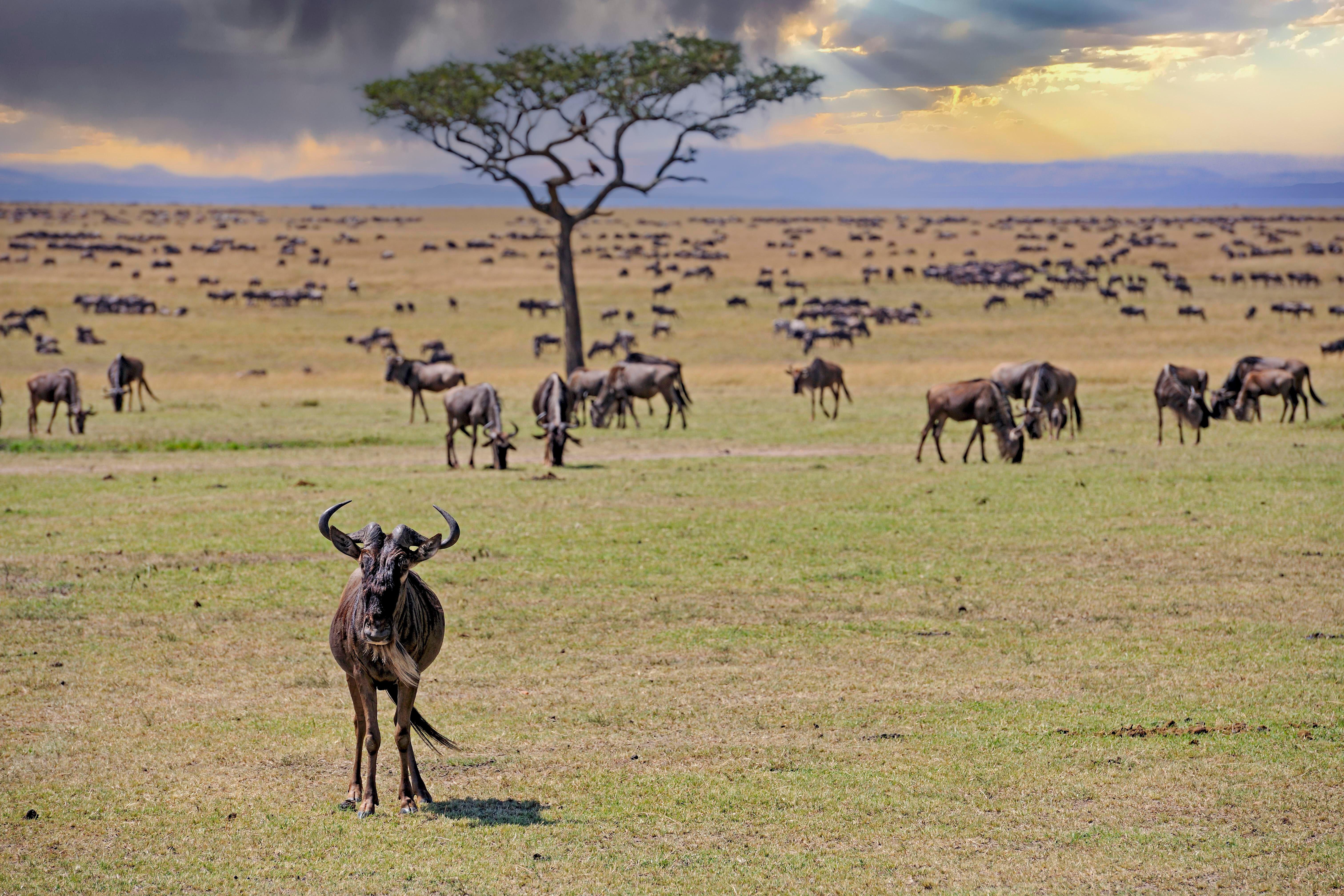 A herd of blue wildebeest on the move