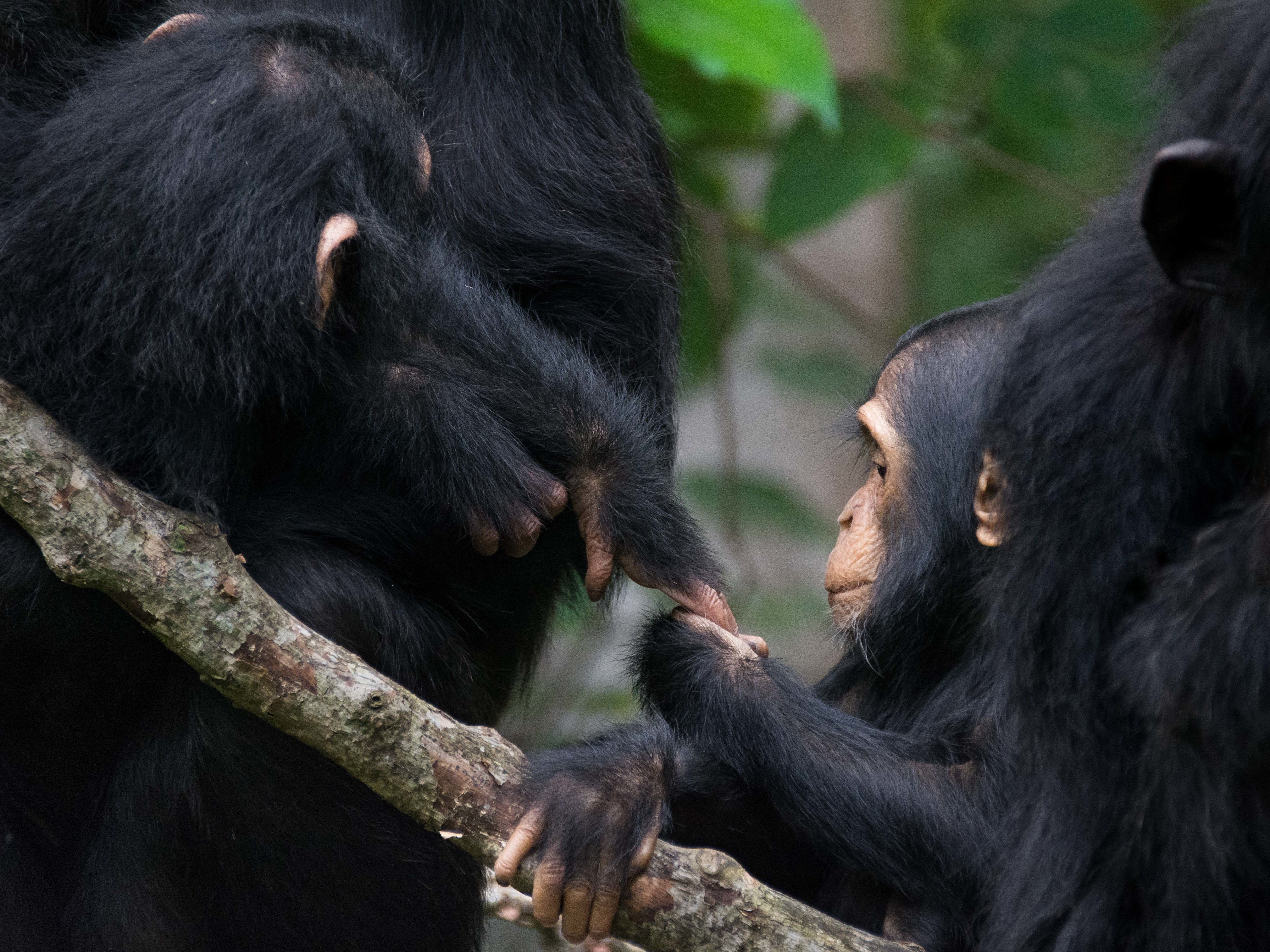 Two chimpanzees interacting as a new study found that when gesturing to each other in the wild chimpanzees left similar gaps before responding