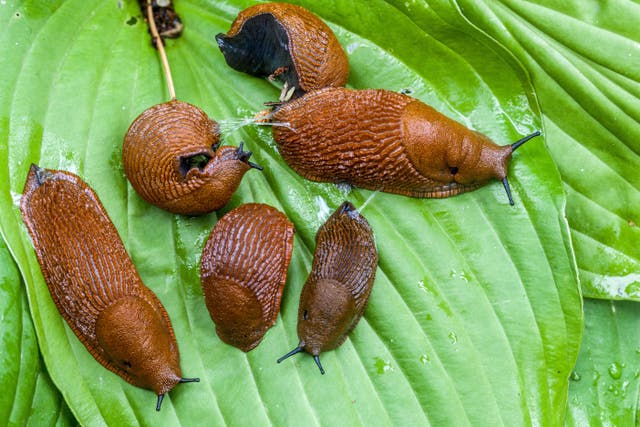 The RHS has received three times more inquiries about slugs and snails up to June this year than it did last year in the same period. (Alamy/PA)