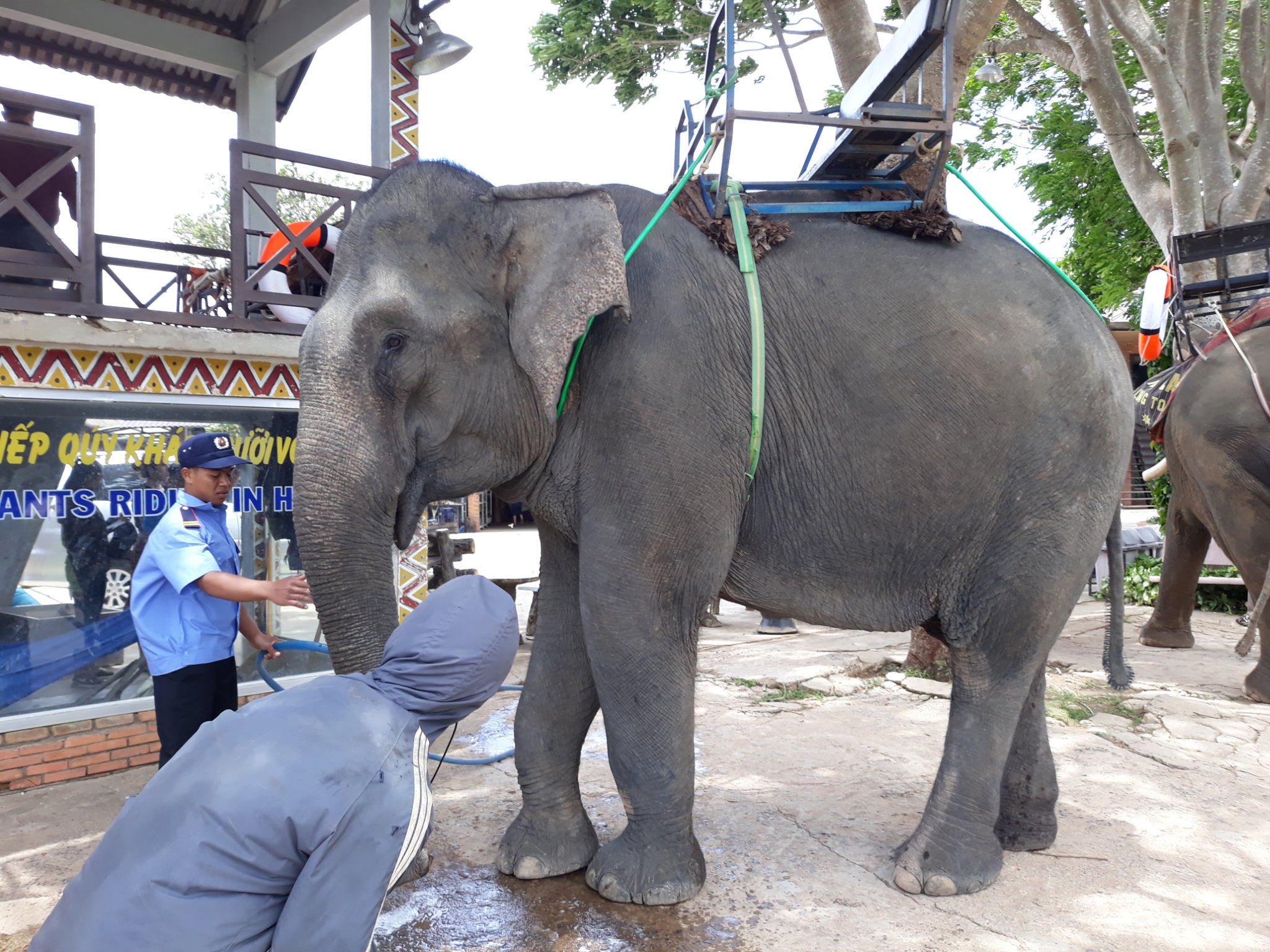 Animals Asia’s work includes rescuing and caring for elephants previously used in riding tourism