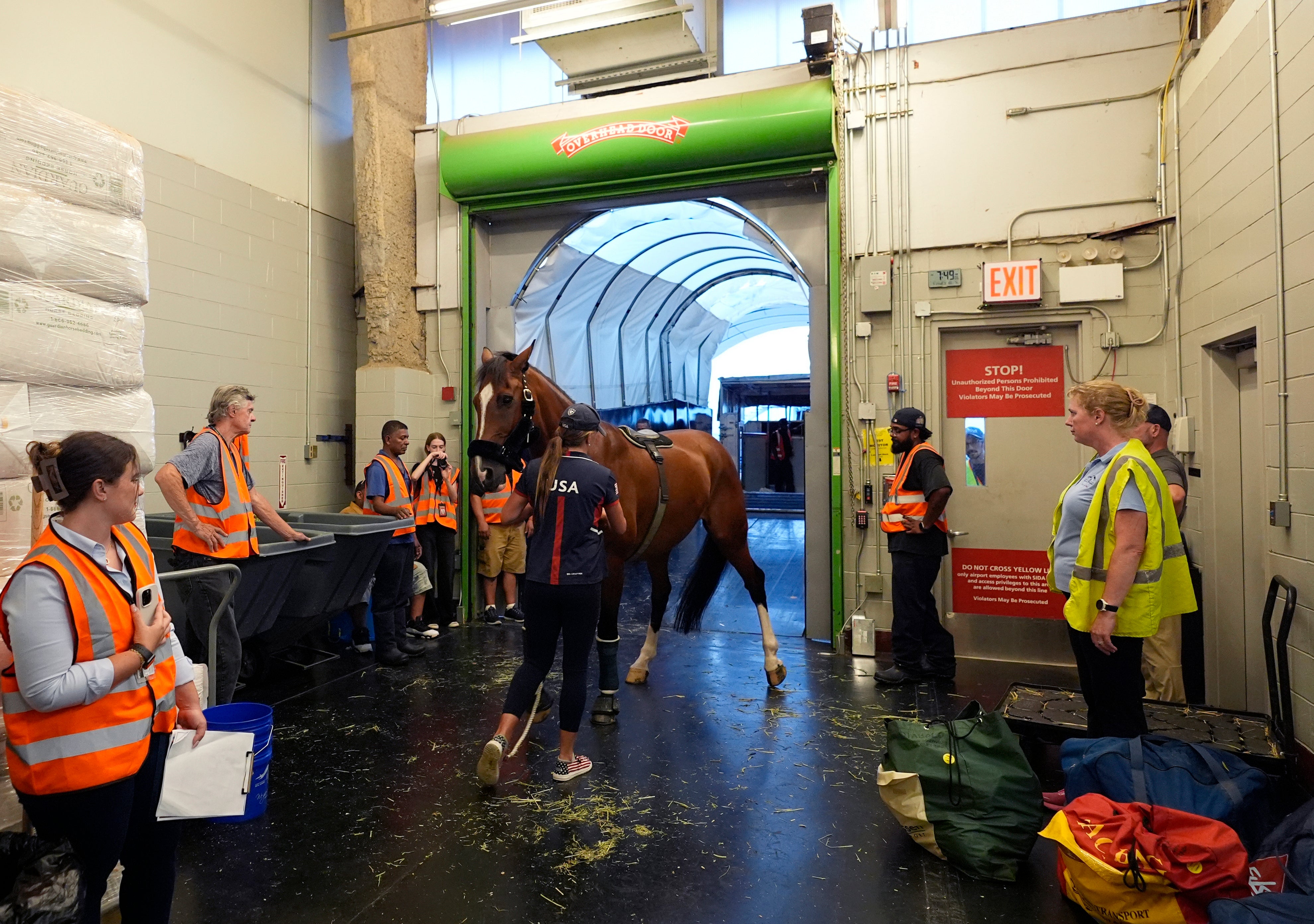 Hailey Burlock, groom for U.S. Olympic Eventing Team member Will Coleman, guides Off The Record to a cargo stall at The Ark at John F. Kennedy International Airport