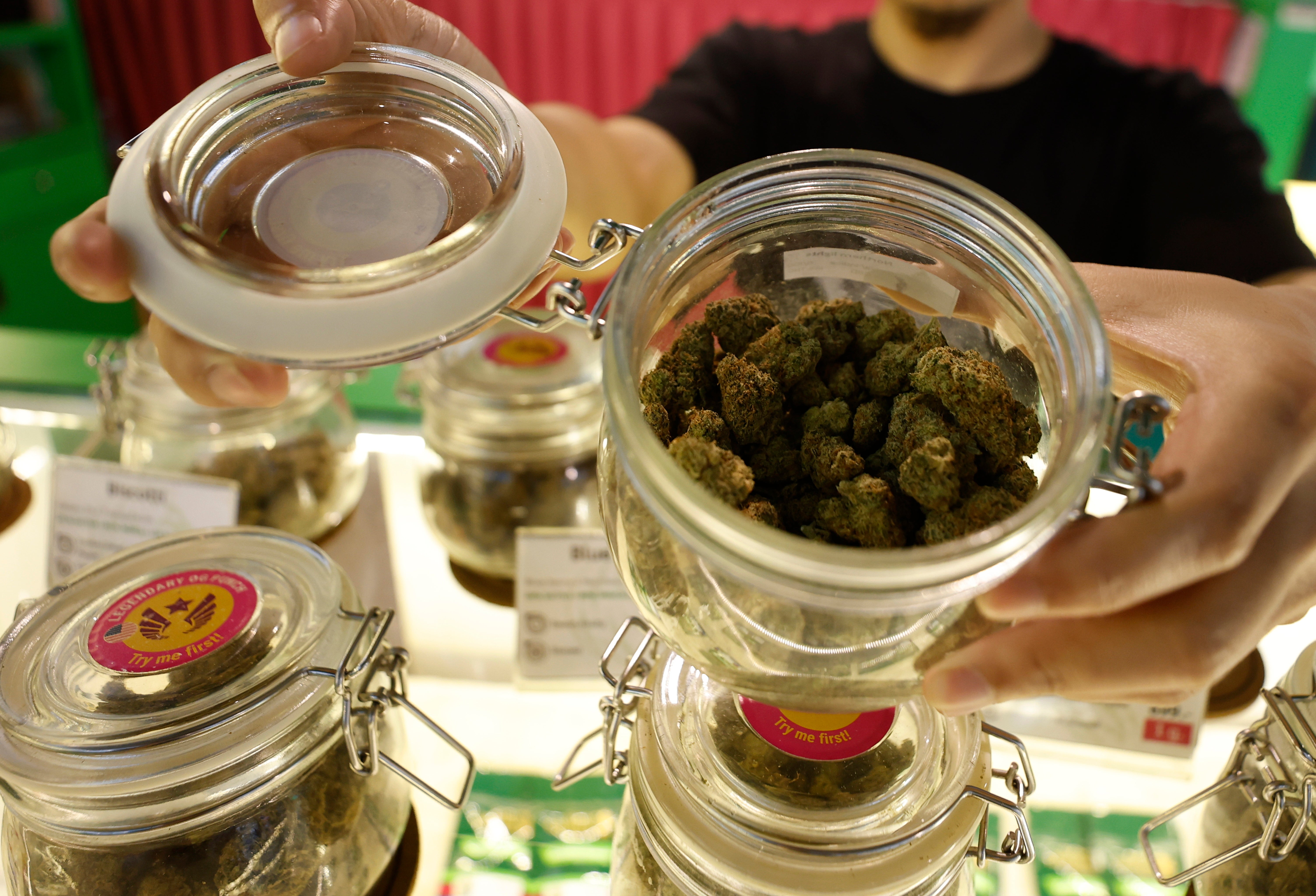 A 'budtender' (bartender for marijuana) shows cannabis for sale at Royal Queen Seeds cannabis store in Bangkok, Thailand