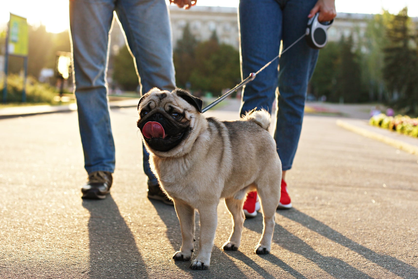 ‘I personally find pugs inoffensive. But making a dog breed your most defining personality trait feels odd and weird’