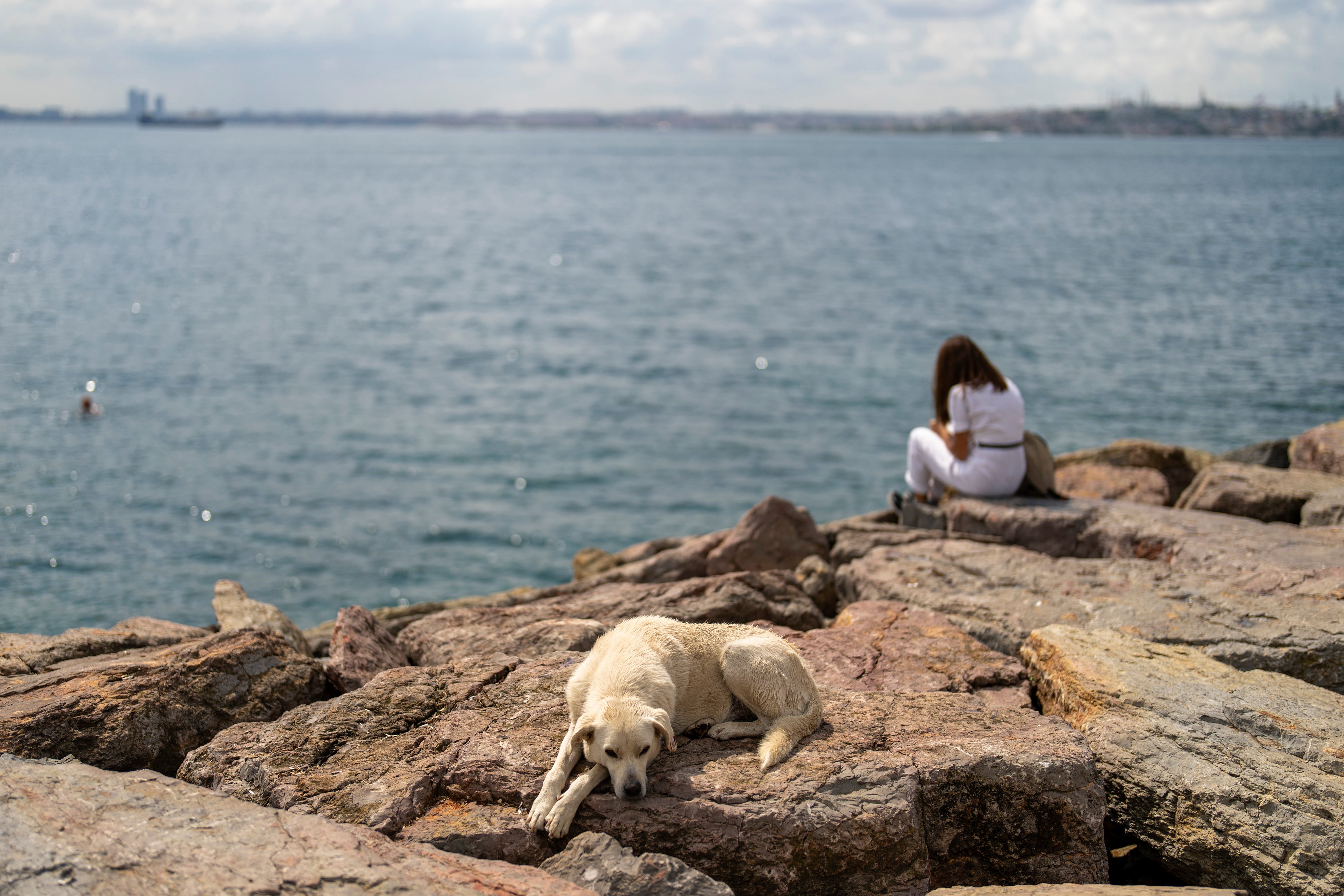 A stray dog rests at Kadikoy sea promenade in Istanbul, Turkey, Saturday, July 6, 2024