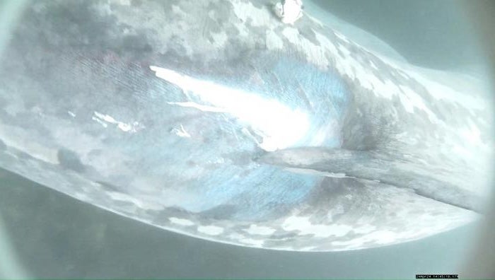 Image shows paint and an abrasion on the back of a basking shark that ha been struck by a boat.