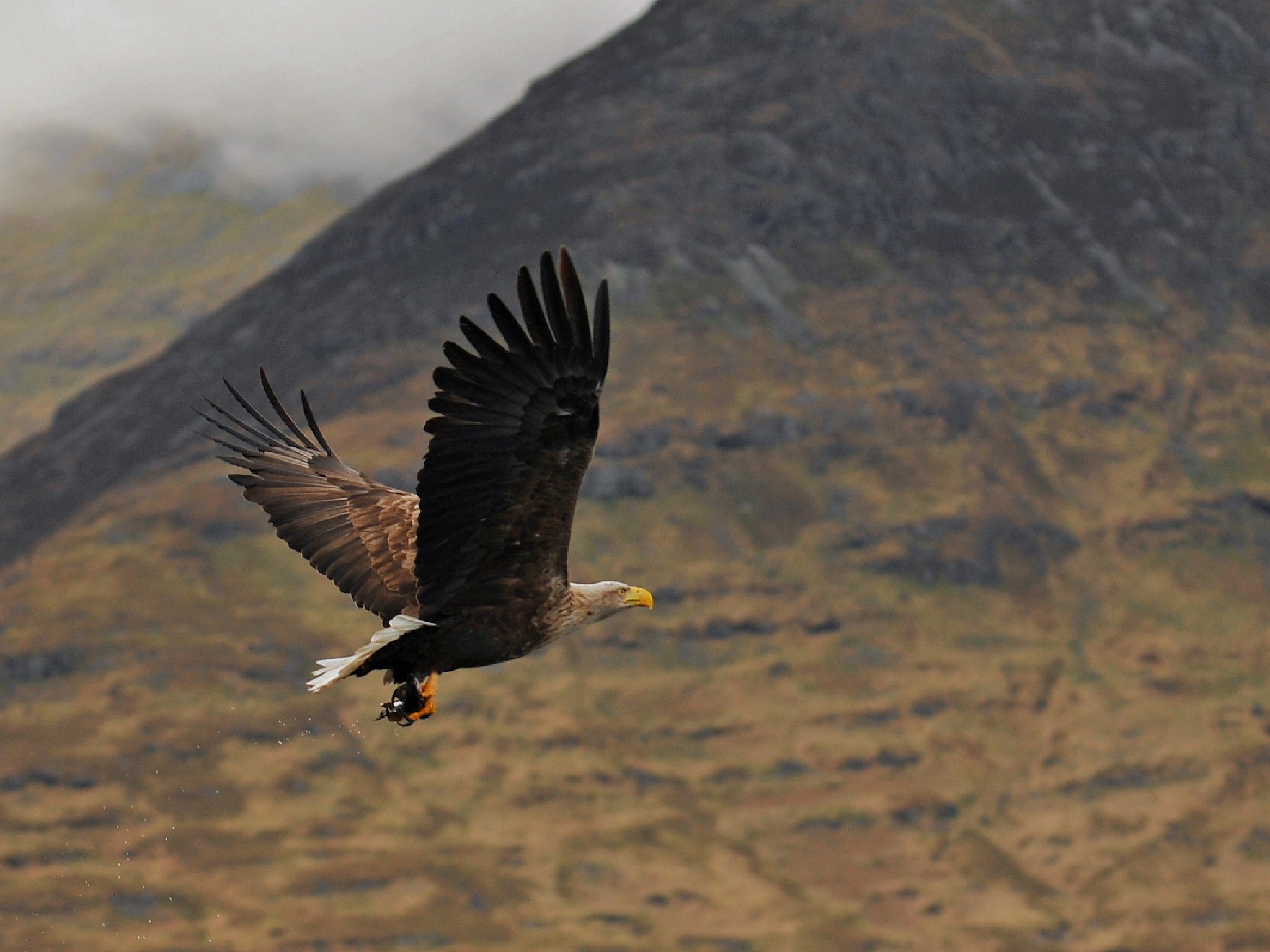 Birdwatchers can go on guided trips at the Mull Eagle Watch project