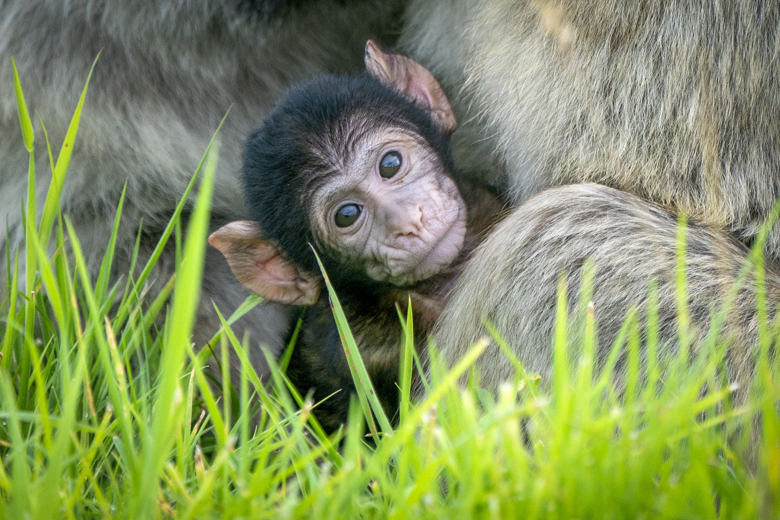 Six-week-old Harper is getting used to life at Blair Drummond Safari Park (Jane Barlow/PA)