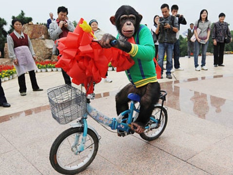 Chimps are dressed up and made to ride bicycles in Asia