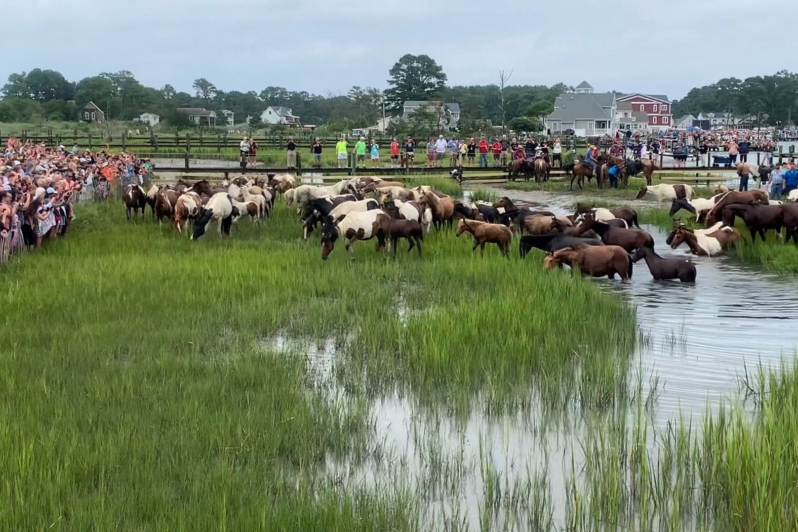 Chincoteague Pony Swim