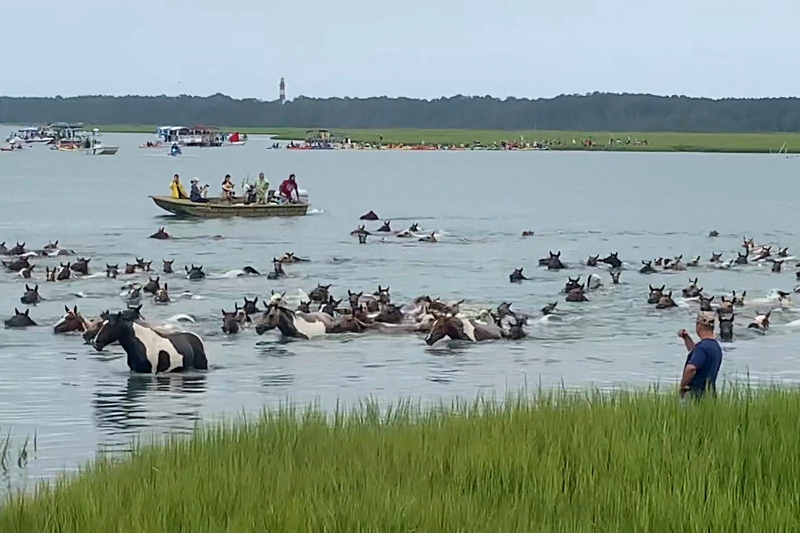 Chincoteague Pony Swim