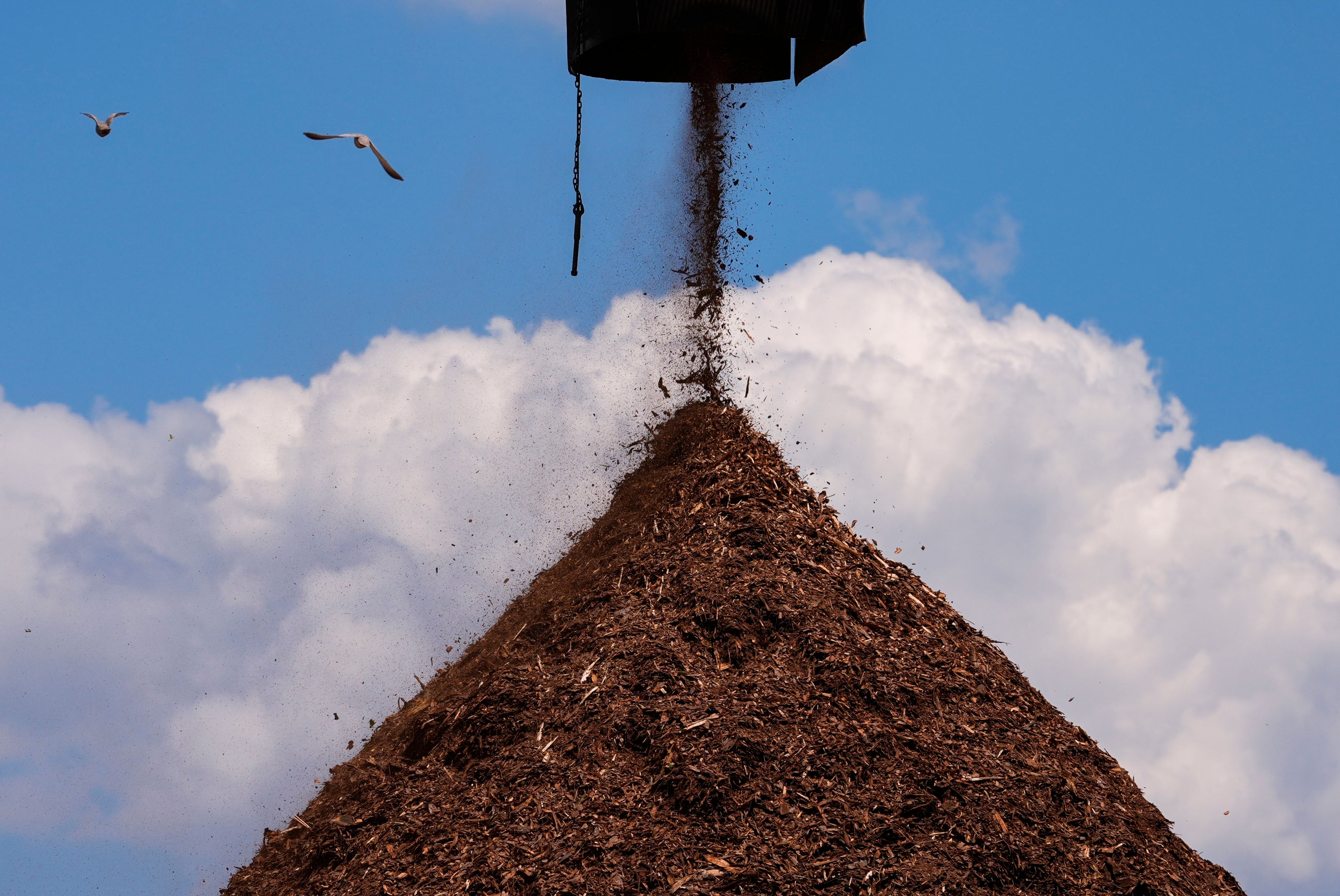 Birds fly past a pile of wood used to make pellets during a tour of a Drax facility in Gloster